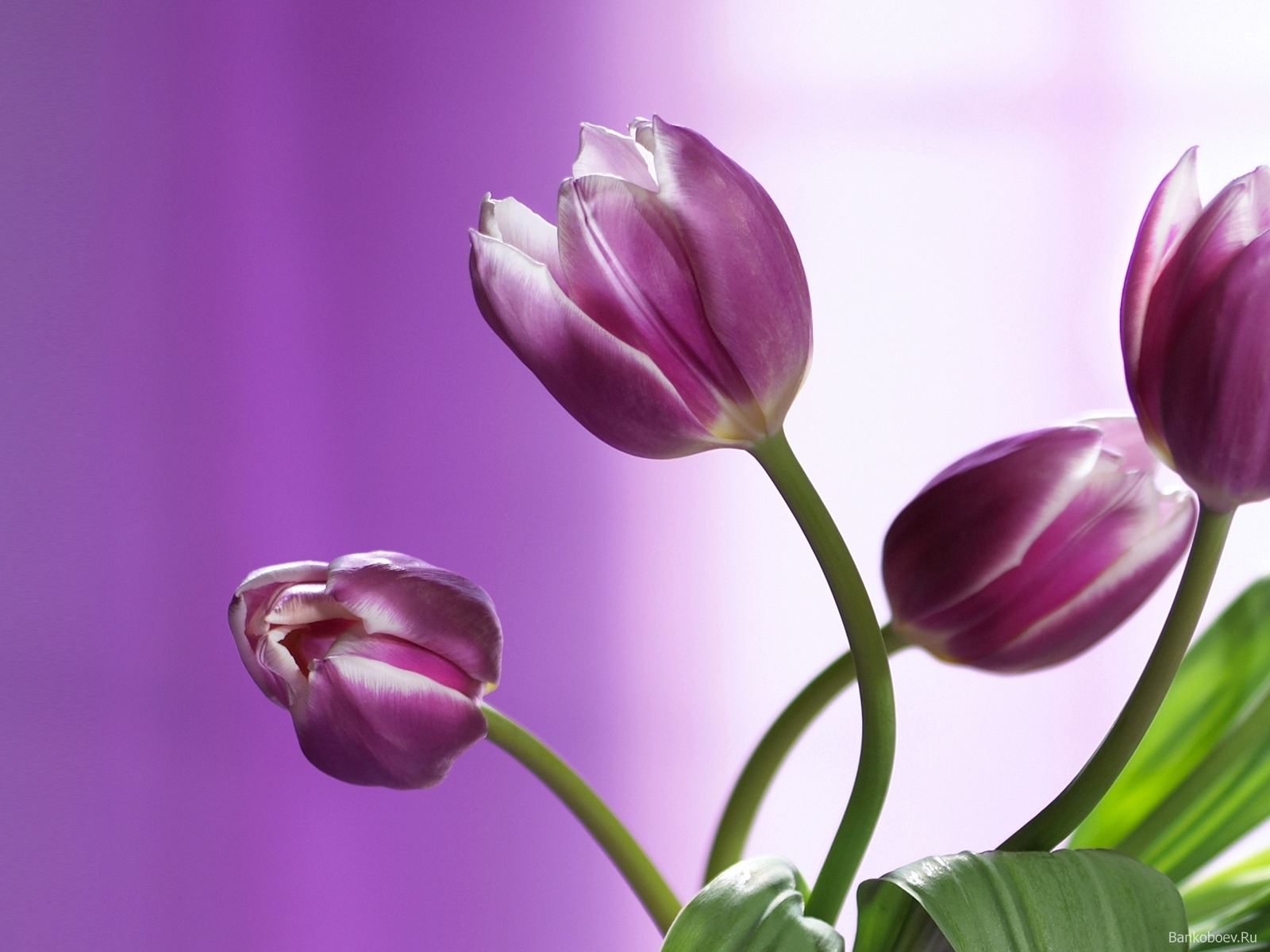 Descarga gratuita de fondo de pantalla para móvil de Tulipanes, Flores, Plantas, Violeta.