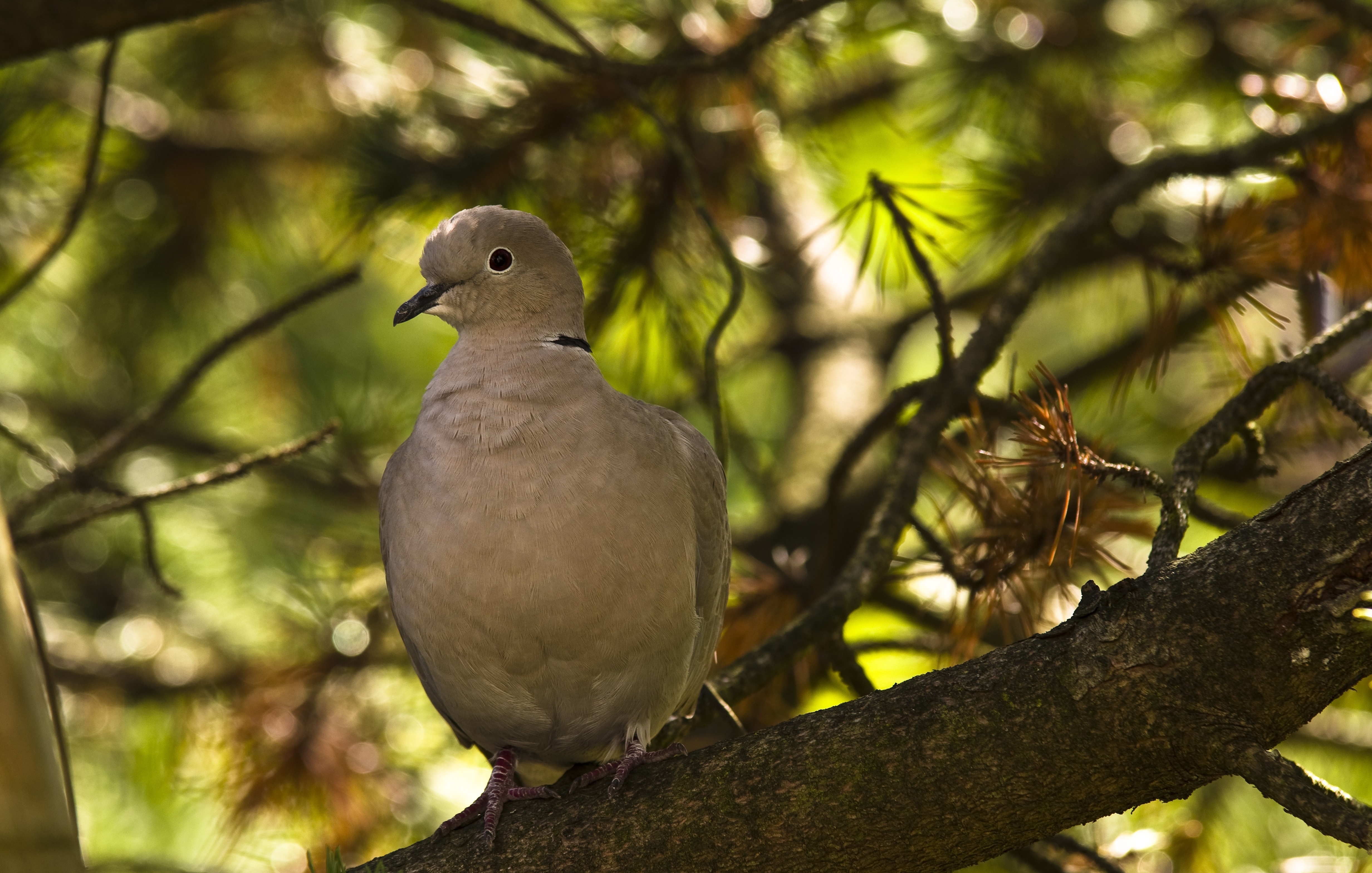 Download mobile wallpaper Birds, Bird, Branch, Animal, Dove for free.