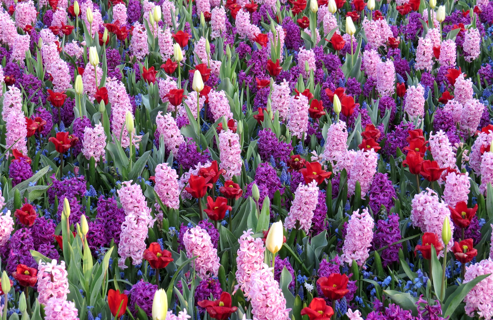 earth, flower, hyacinth, nature, pink flower, purple flower, red flower, tulip, flowers