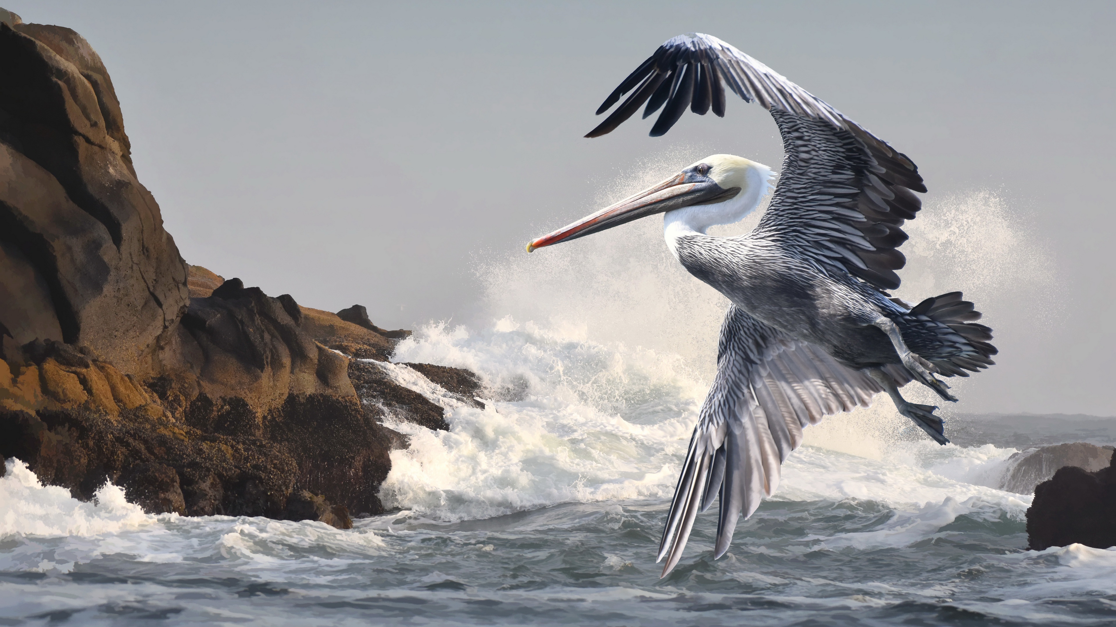 Laden Sie das Tiere, Vögel, Vogel, Pelikan-Bild kostenlos auf Ihren PC-Desktop herunter