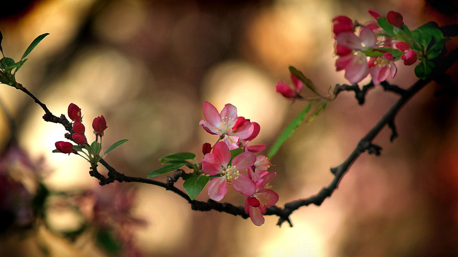 Скачать картинку Весна, Ветка, Цвет, Размытость, Листья, Цветы в телефон бесплатно.