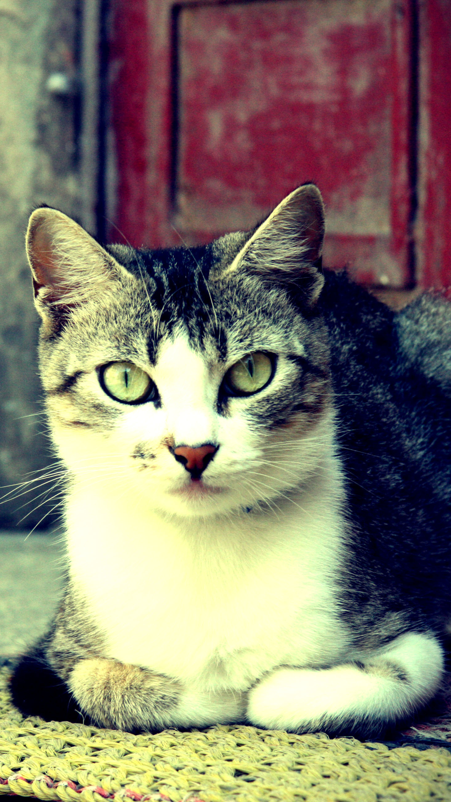 Baixe gratuitamente a imagem Animais, Gatos, Gato na área de trabalho do seu PC