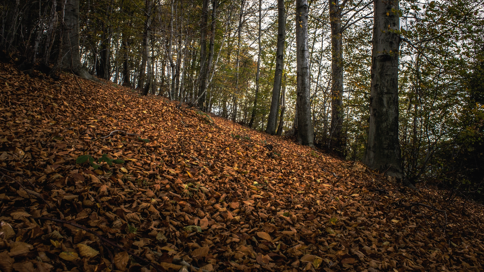 Скачать обои бесплатно Осень, Лес, Дерево, Листва, Древесина, Земля/природа картинка на рабочий стол ПК