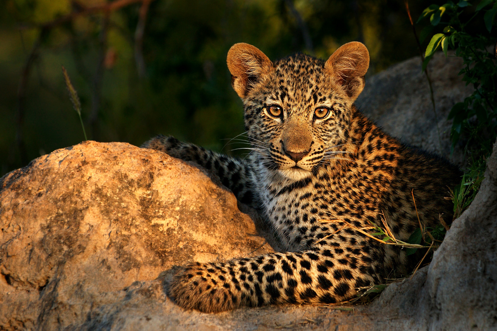 Free download wallpaper Cats, Leopard, Animal, Baby Animal, Cub on your PC desktop