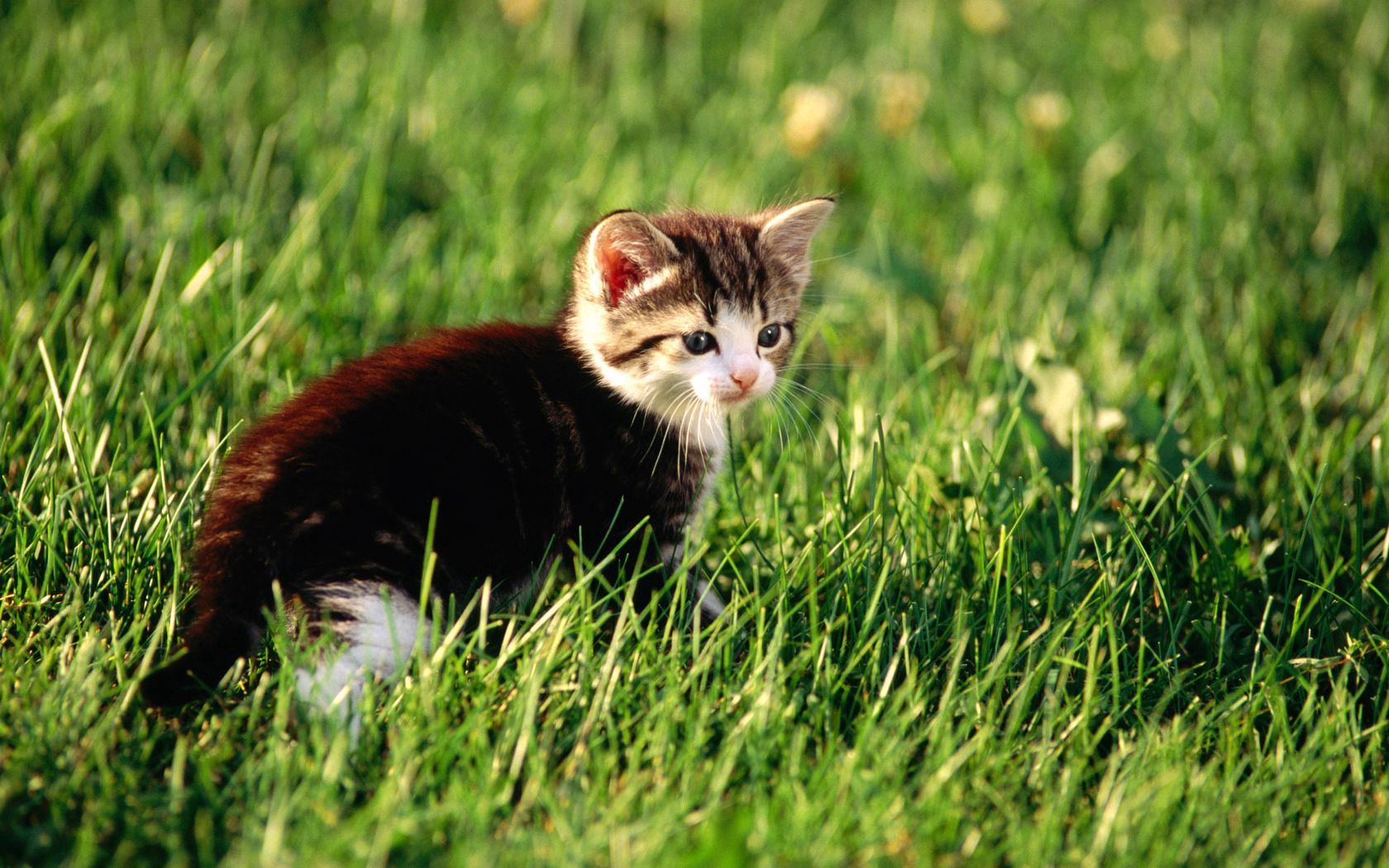 Download mobile wallpaper Grass, Sit, Animals, Kitty, Hunt, Hunting, Kitten for free.