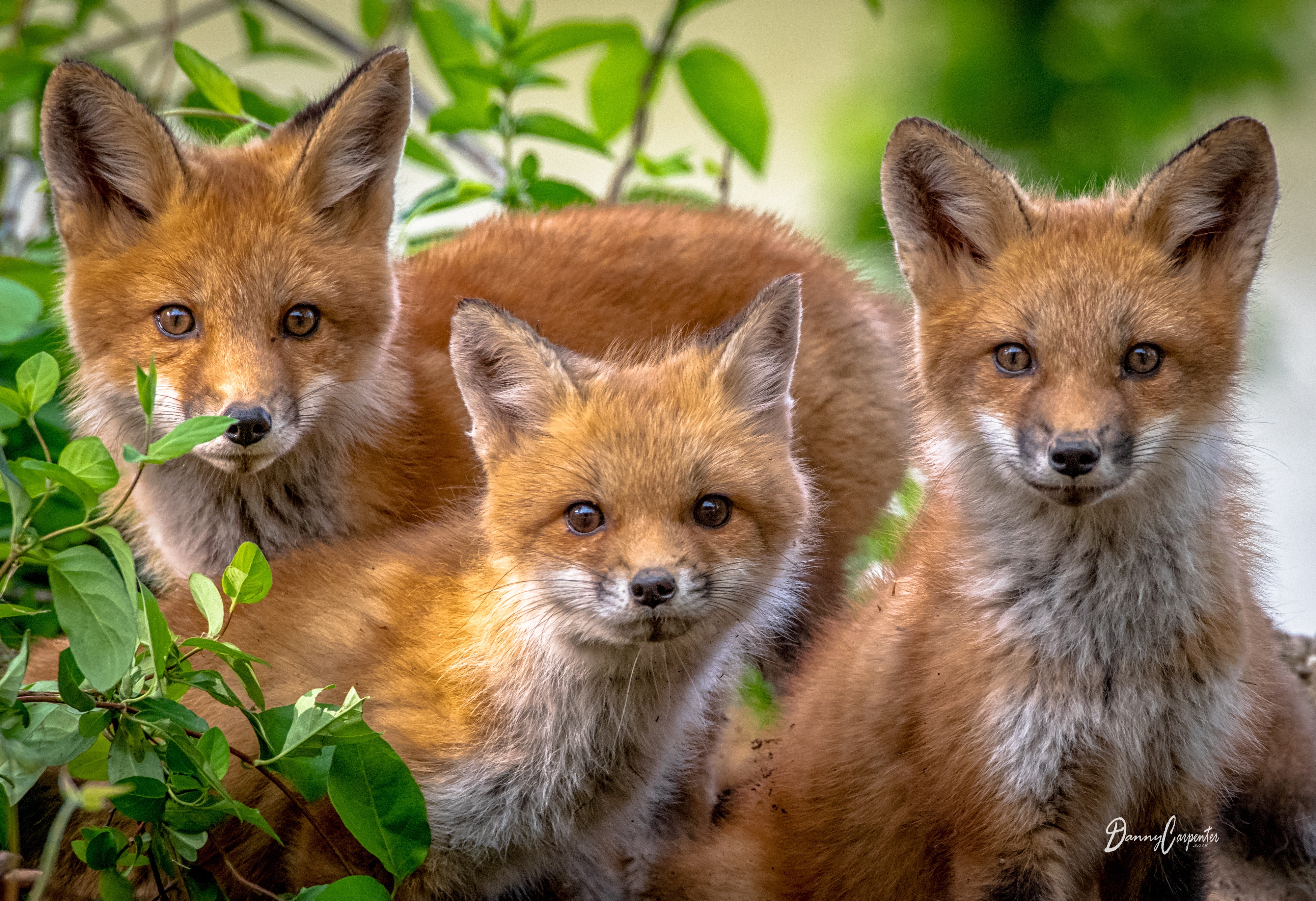 Download mobile wallpaper Fox, Animal, Baby Animal for free.