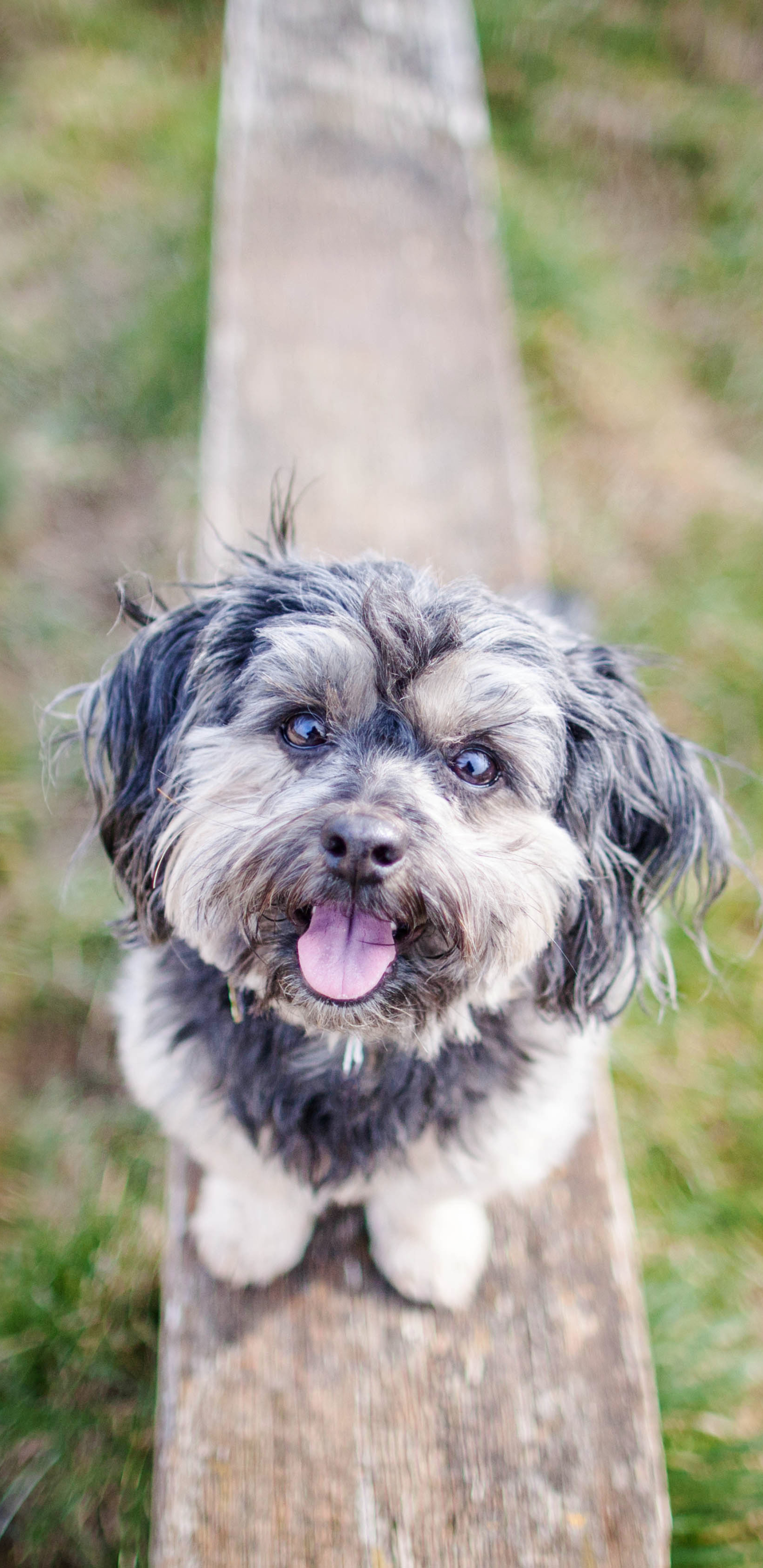 Téléchargez des papiers peints mobile Chiens, Chien, Animaux gratuitement.