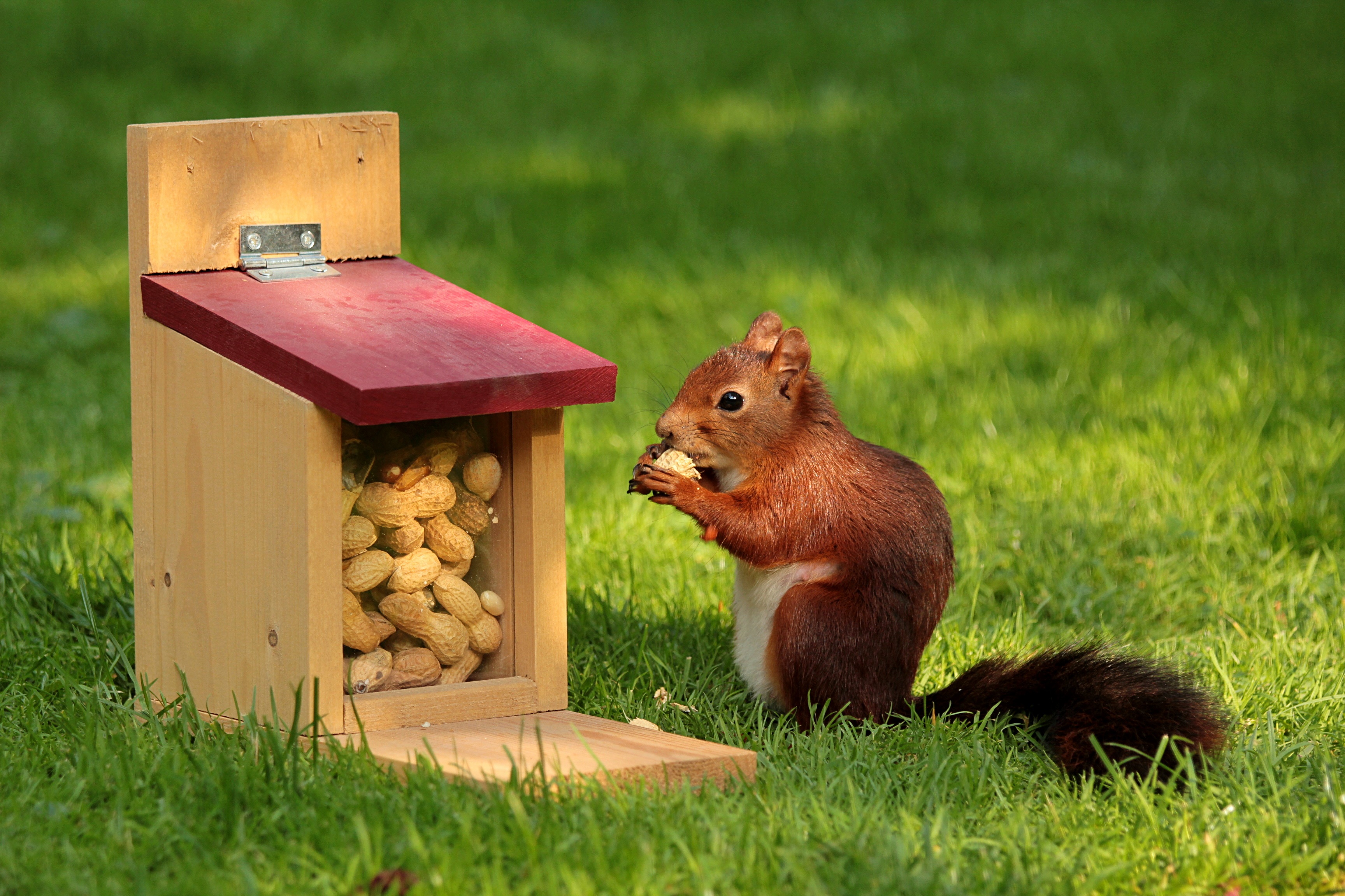 animals, squirrel, grass, nuts, trough, feeder