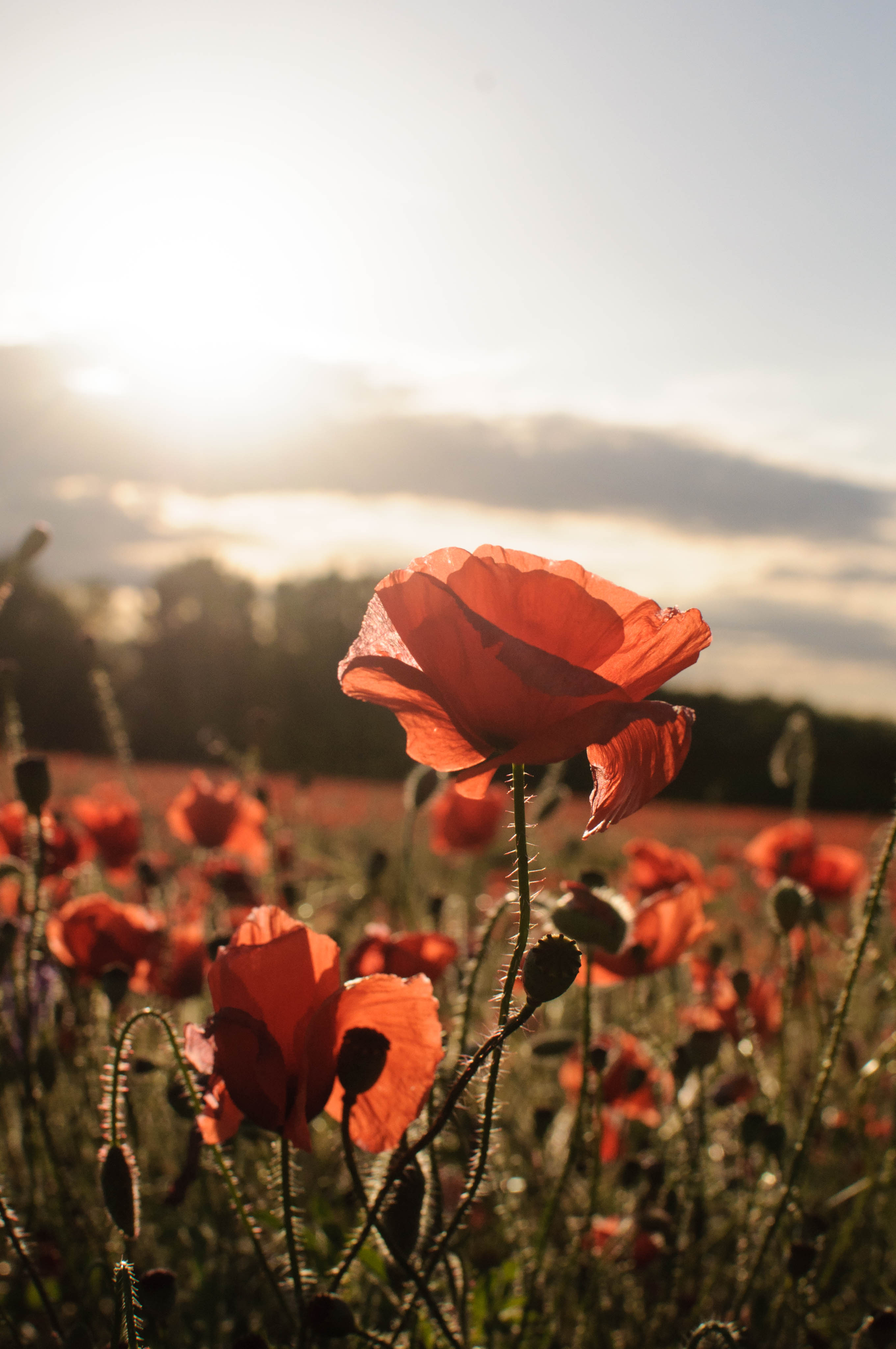 flowers, poppies, red, field, sunlight