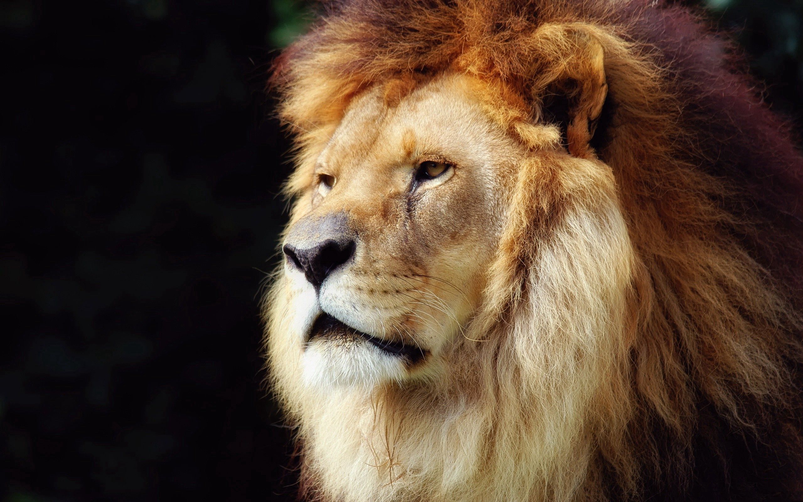 Download mobile wallpaper Animals, Beautiful, Mane, Old, Muzzle, Lion for free.
