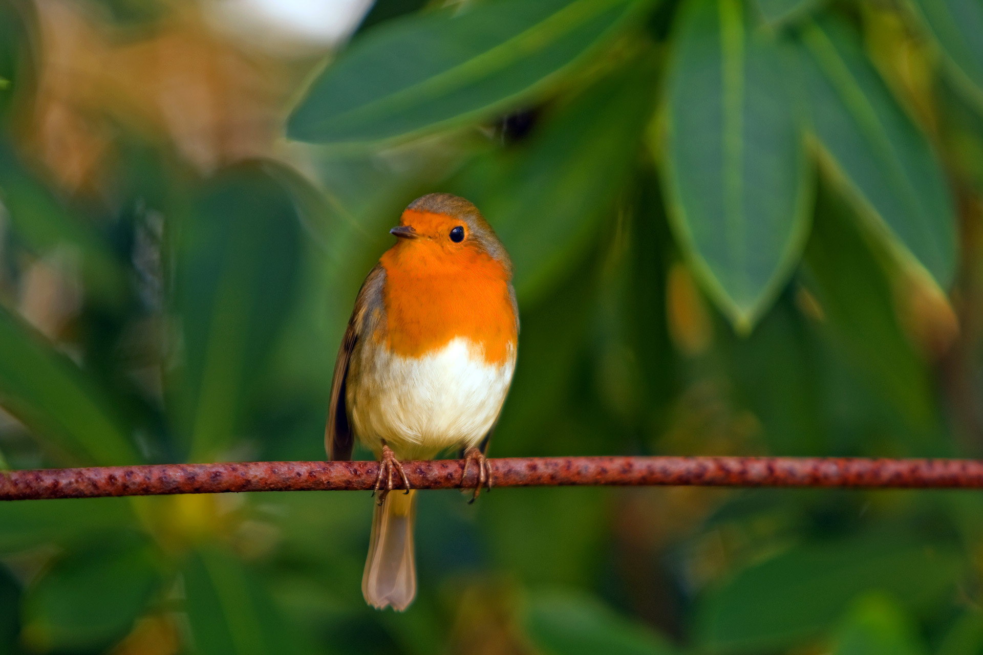 PCデスクトップに動物, 鳥画像を無料でダウンロード