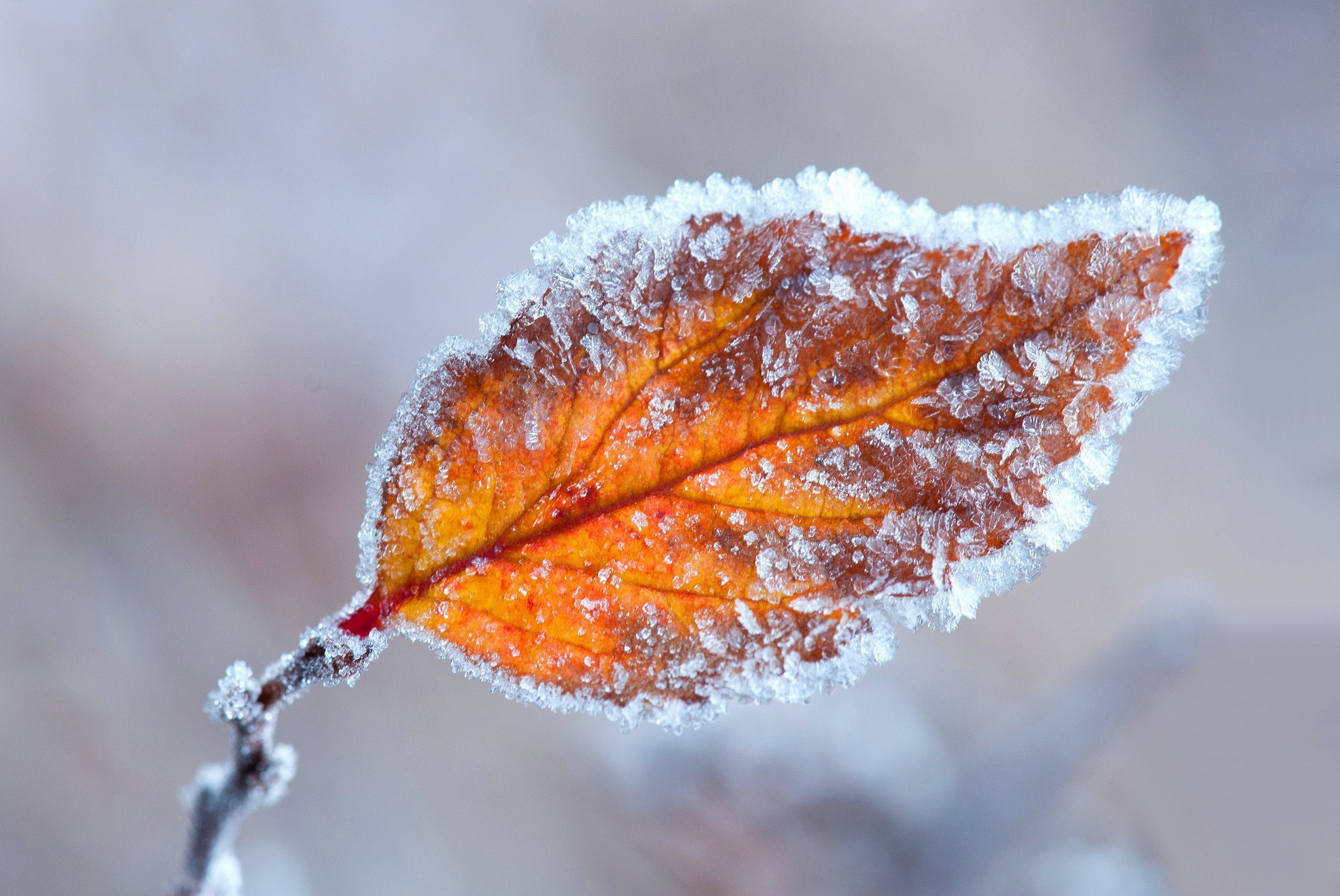 Free download wallpaper Nature, Leaf, Fall, Earth, Frost on your PC desktop