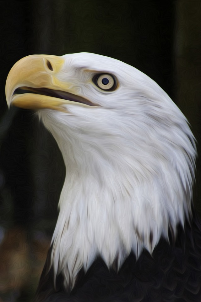 Handy-Wallpaper Tiere, Vögel, Vogel, Weißkopfseeadler, Ölgemälde kostenlos herunterladen.