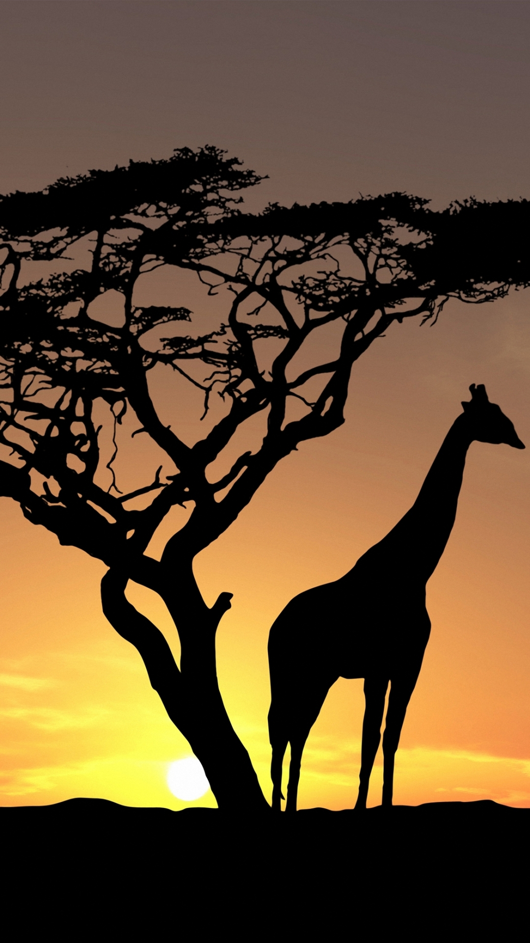 Handy-Wallpaper Tiere, Giraffe kostenlos herunterladen.