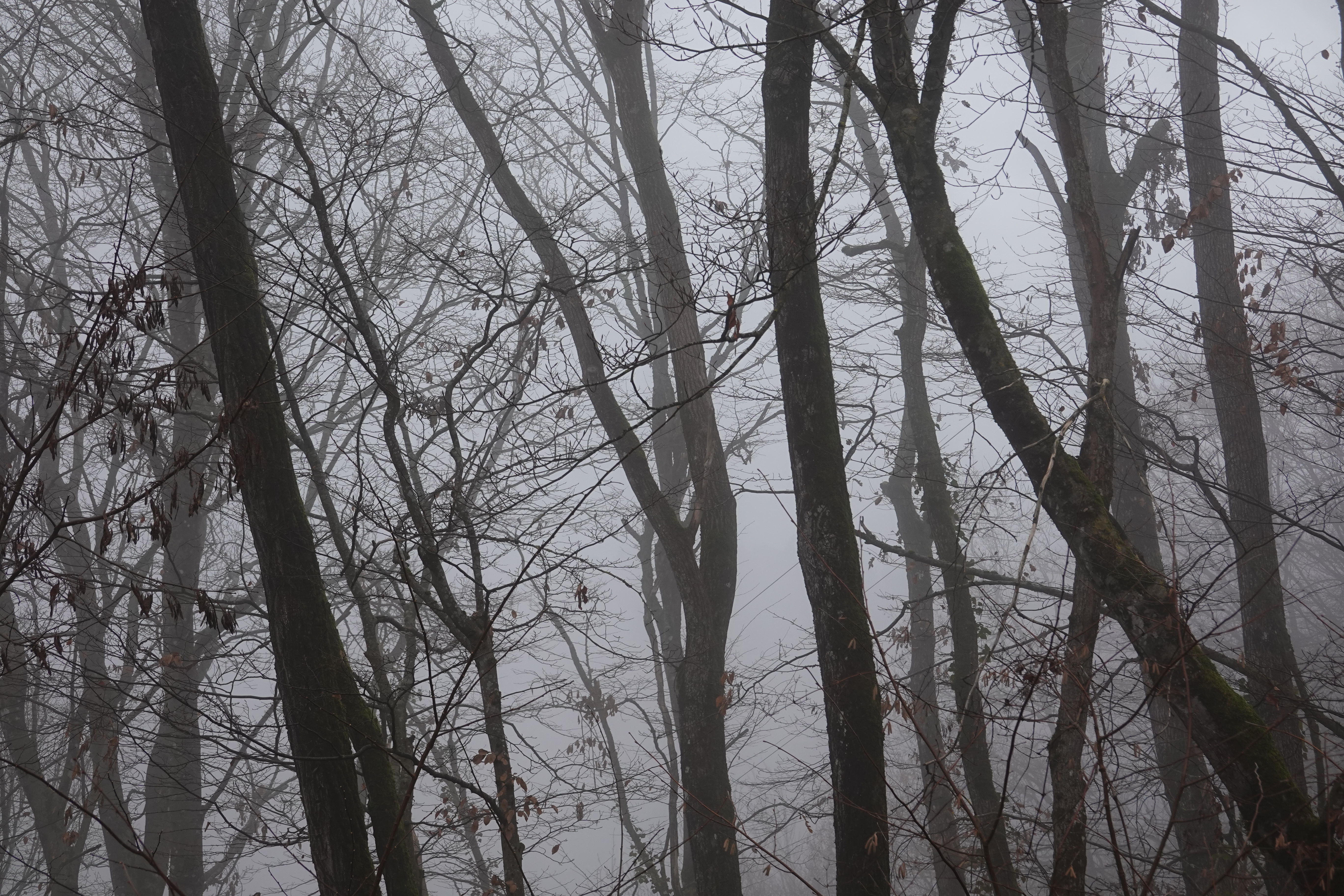 Download mobile wallpaper Fog, Branches, Trees, Leaves, Nature for free.