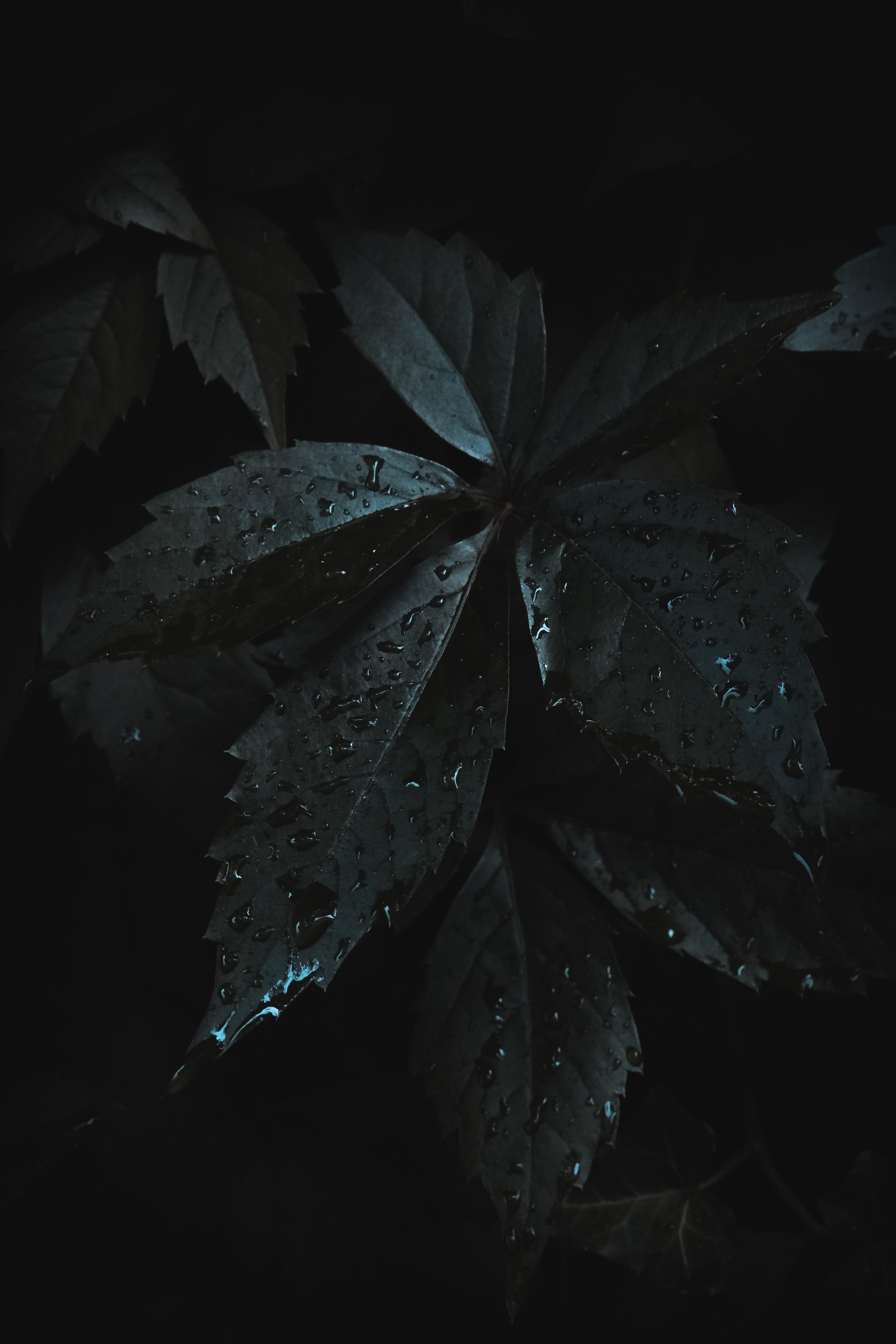 dark, macro, leaves, drops, moisture