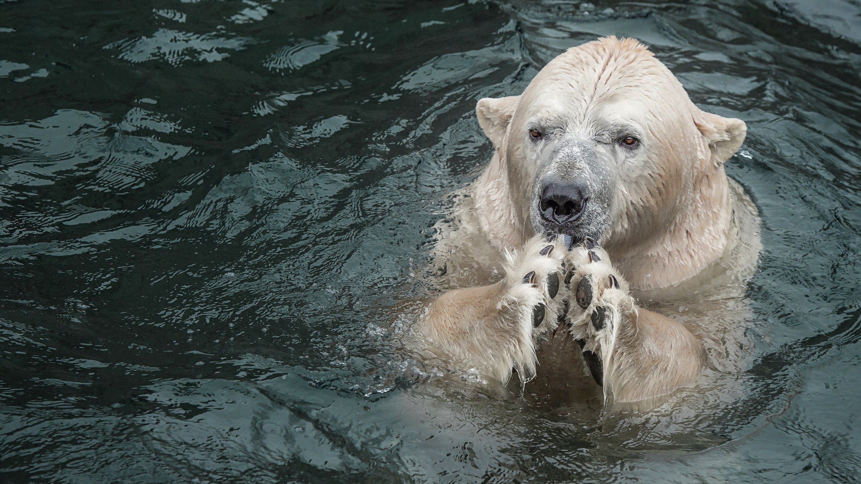 Handy-Wallpaper Tiere, Bären, Eisbär kostenlos herunterladen.