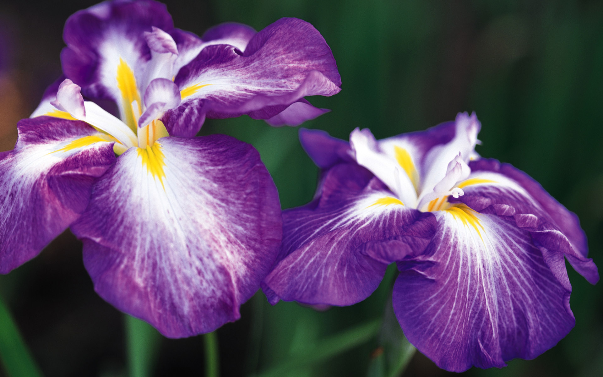 310629 descargar fondo de pantalla tierra/naturaleza, iris, flor, flores: protectores de pantalla e imágenes gratis