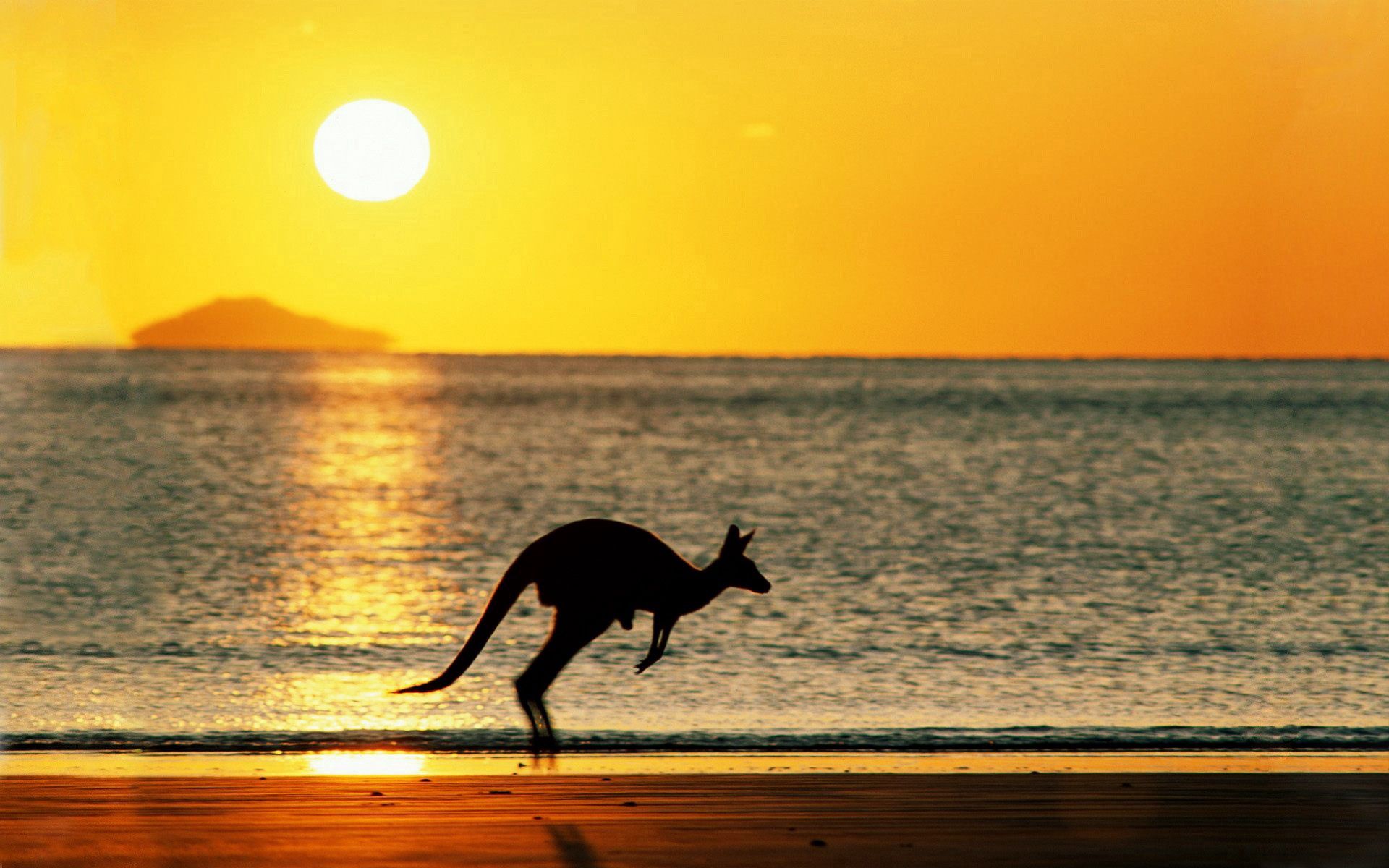 kangaroo, animals, sunset, sea, silhouette Full HD