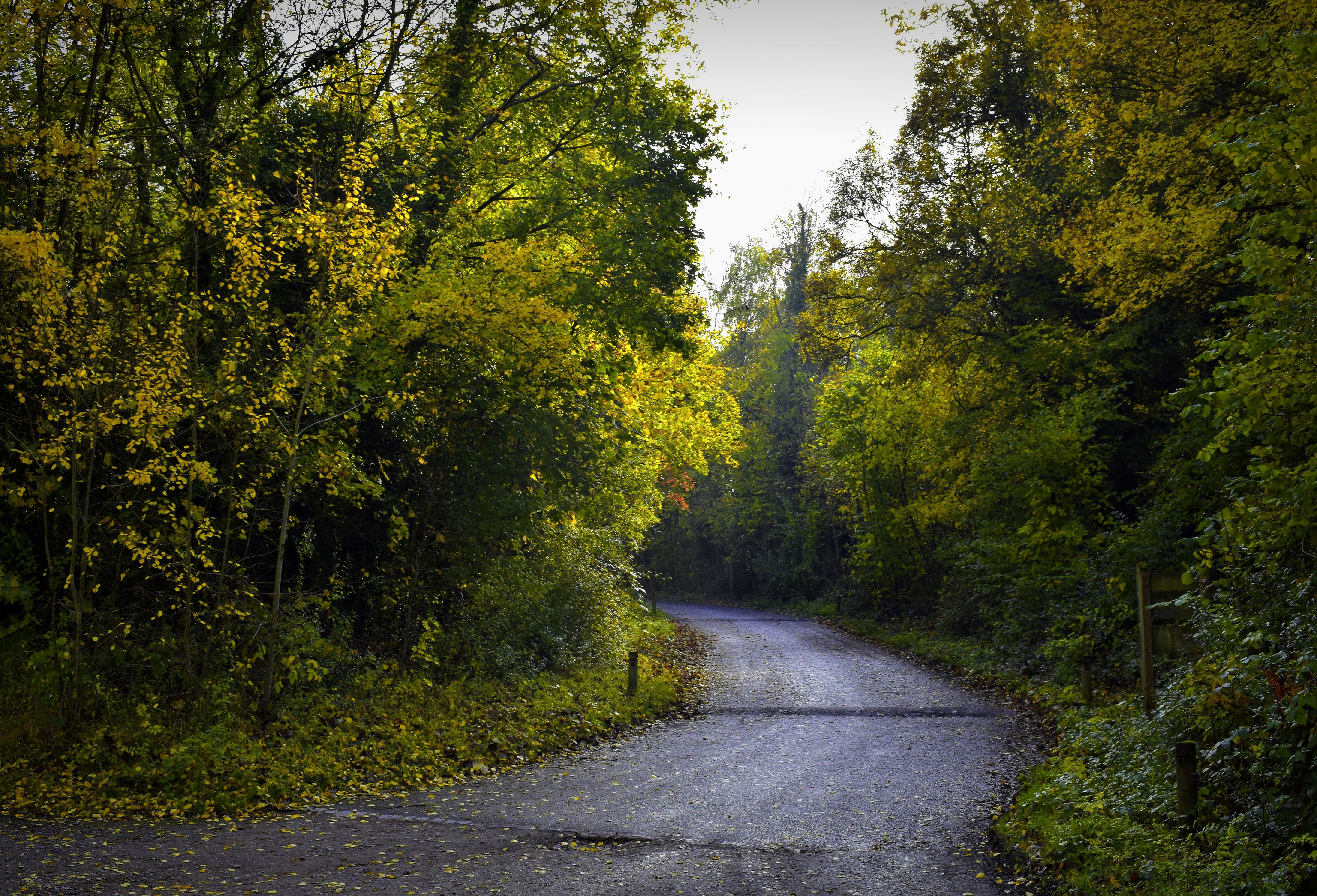 Free download wallpaper Trees, Road, Nature, Foliage, Autumn on your PC desktop