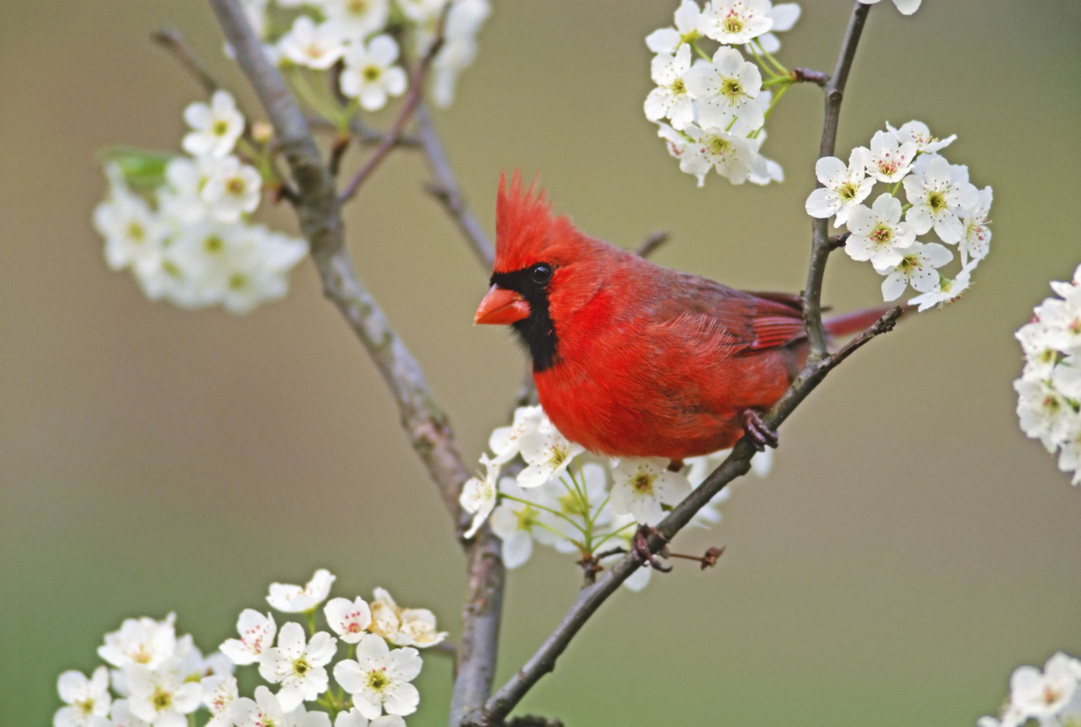 430168 скачать обои птицы, животные, северный кардинал, цветущие, ветка, кардиналовые, цветок, белый цветок - заставки и картинки бесплатно