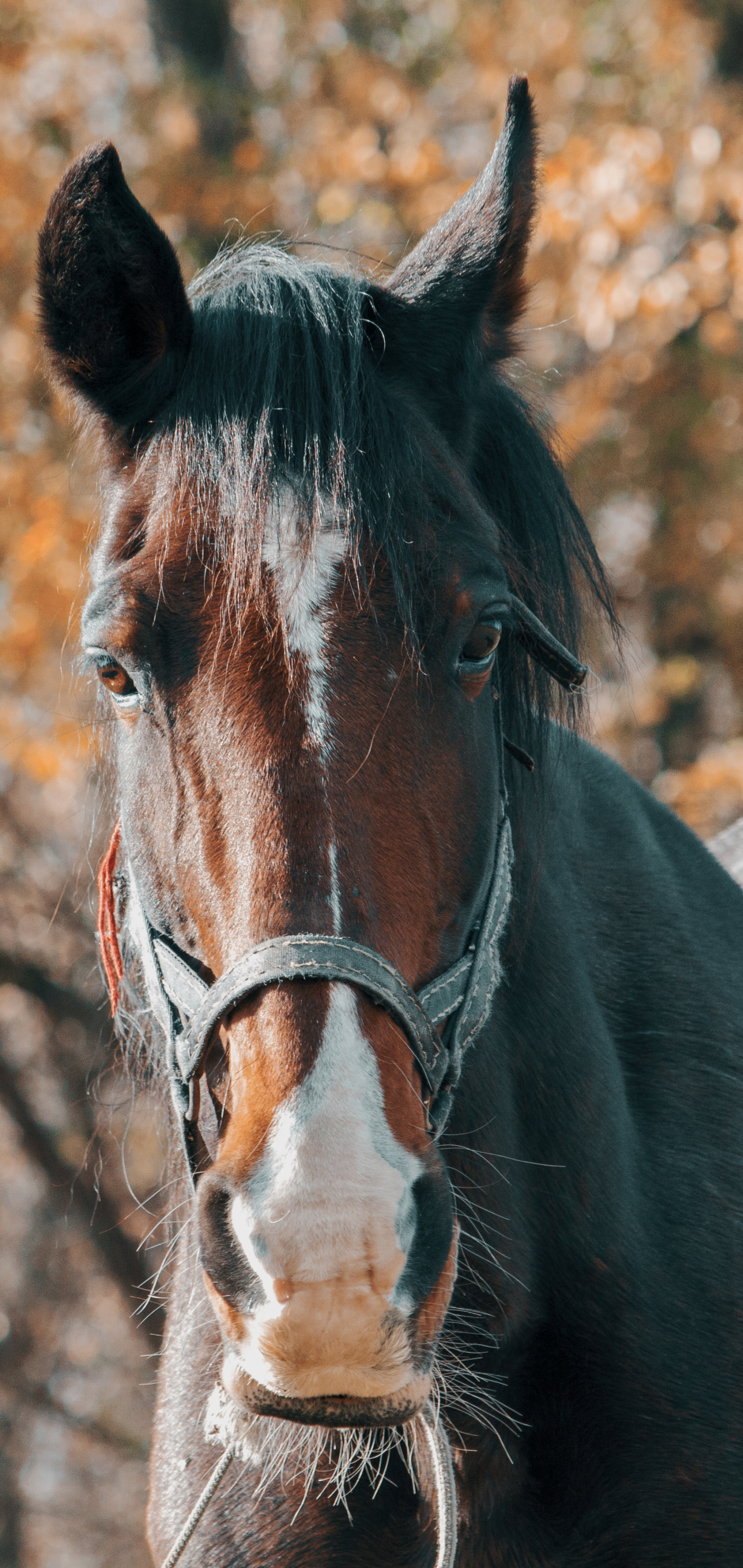 Handy-Wallpaper Tiere, Hauspferd, Starren kostenlos herunterladen.