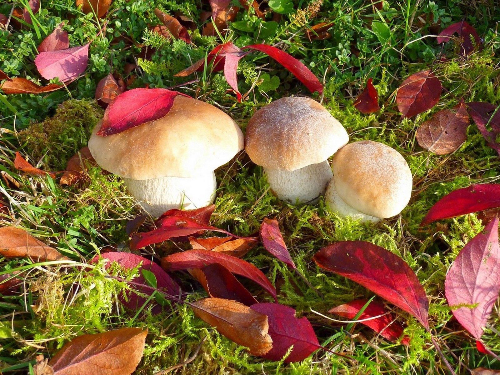 71693 скачать обои грибы, осень, листья, природа, трава - заставки и картинки бесплатно