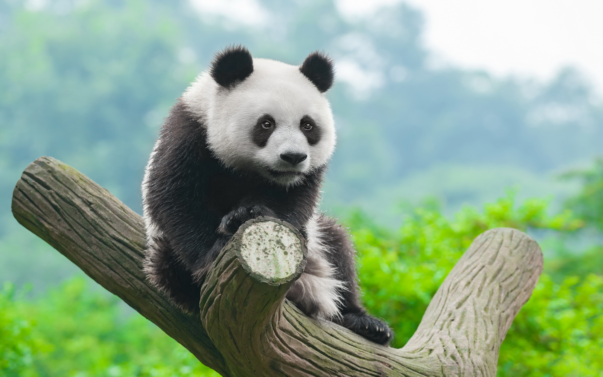 Laden Sie das Tiere, Panda-Bild kostenlos auf Ihren PC-Desktop herunter