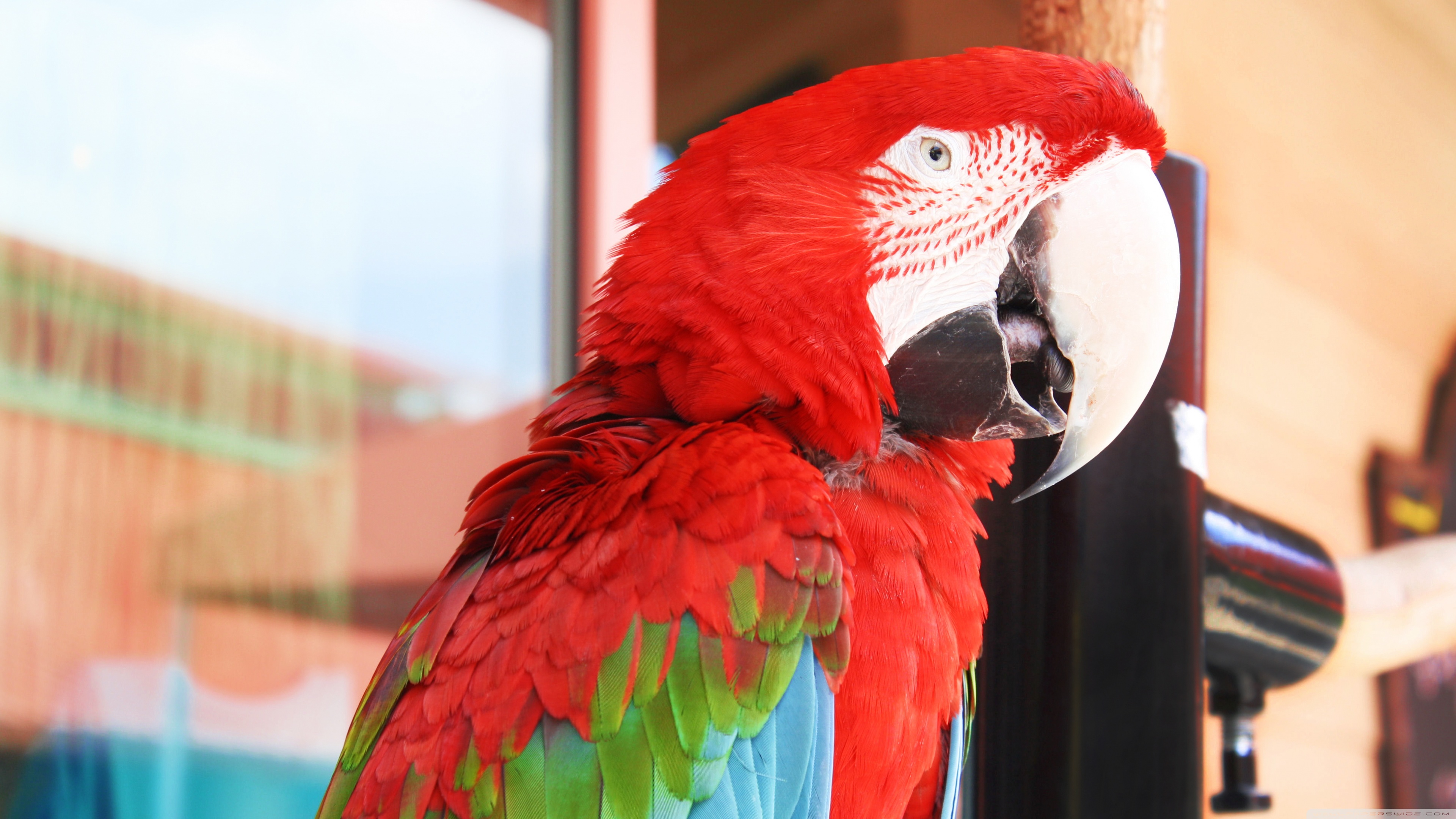 bird, animal, red and green macaw, birds