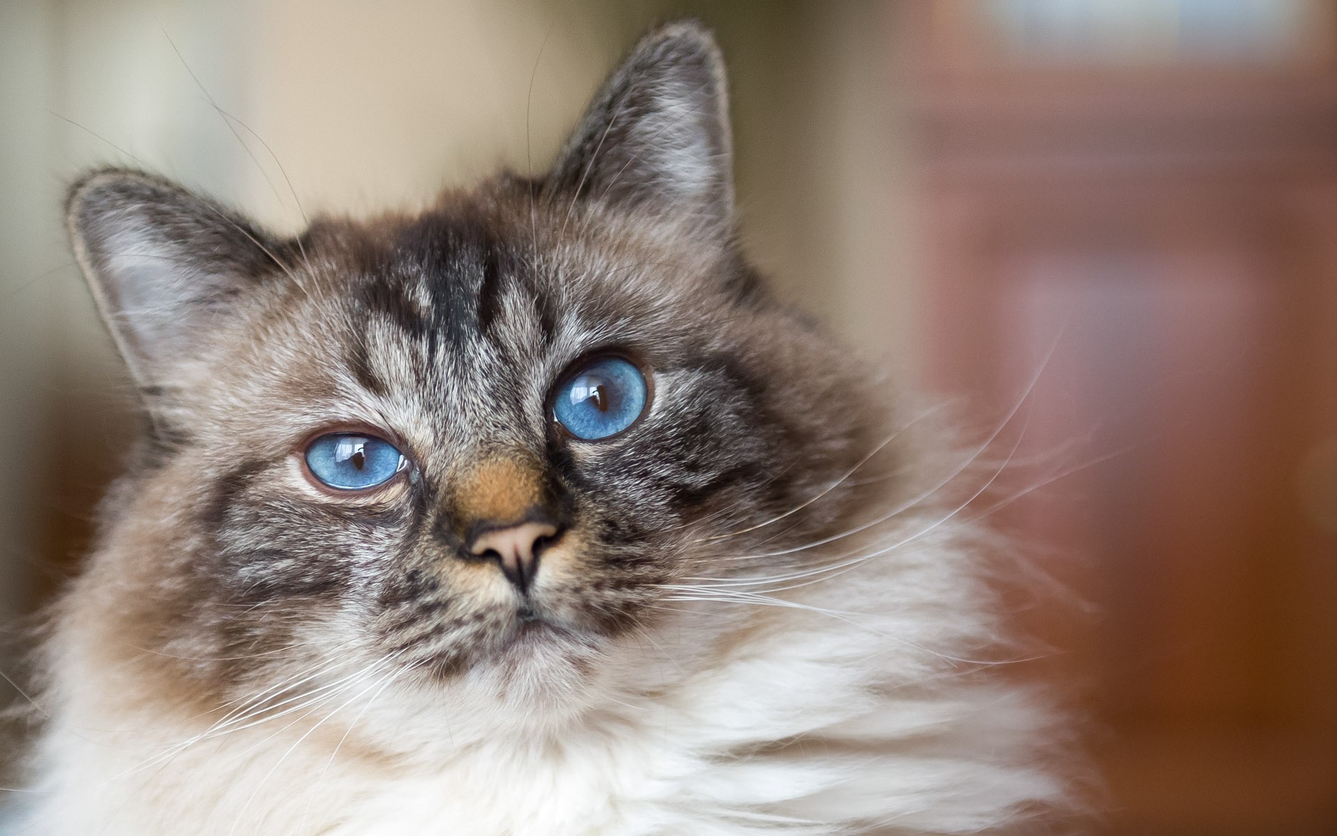 Baixe gratuitamente a imagem Animais, Gatos, Gato na área de trabalho do seu PC