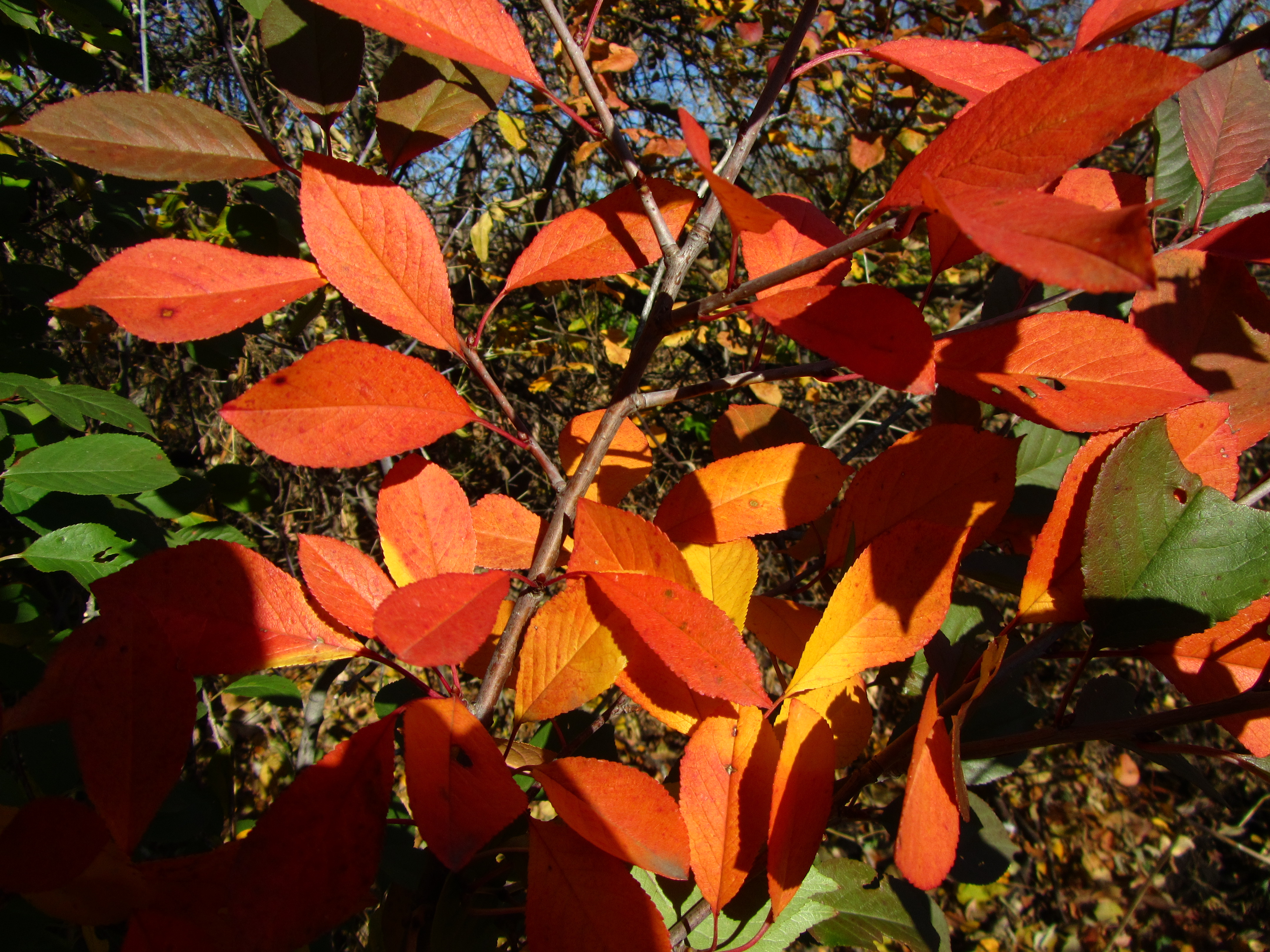 Free download wallpaper Leaf, Earth on your PC desktop