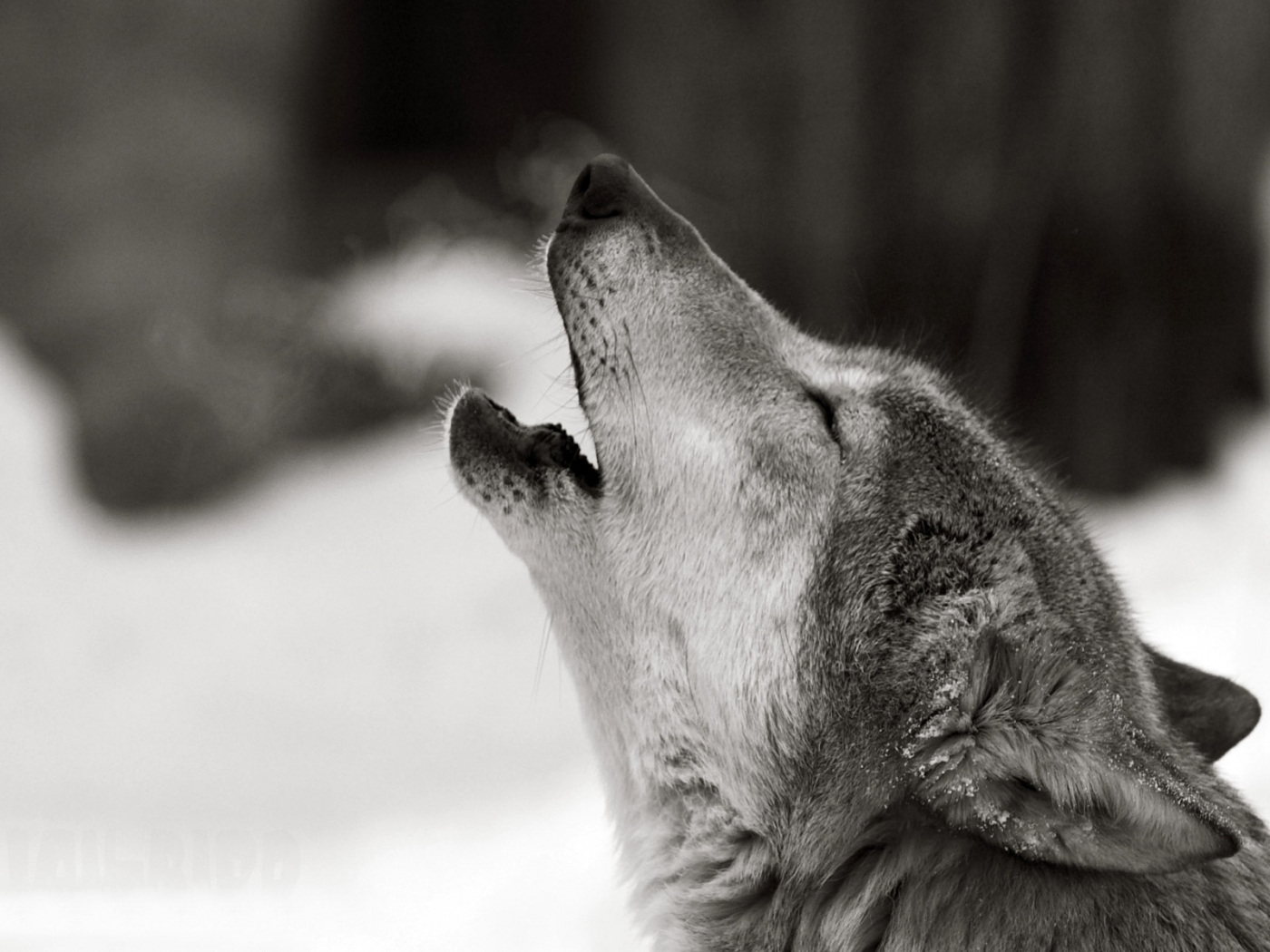 29326 baixar imagens lobos, animais - papéis de parede e protetores de tela gratuitamente