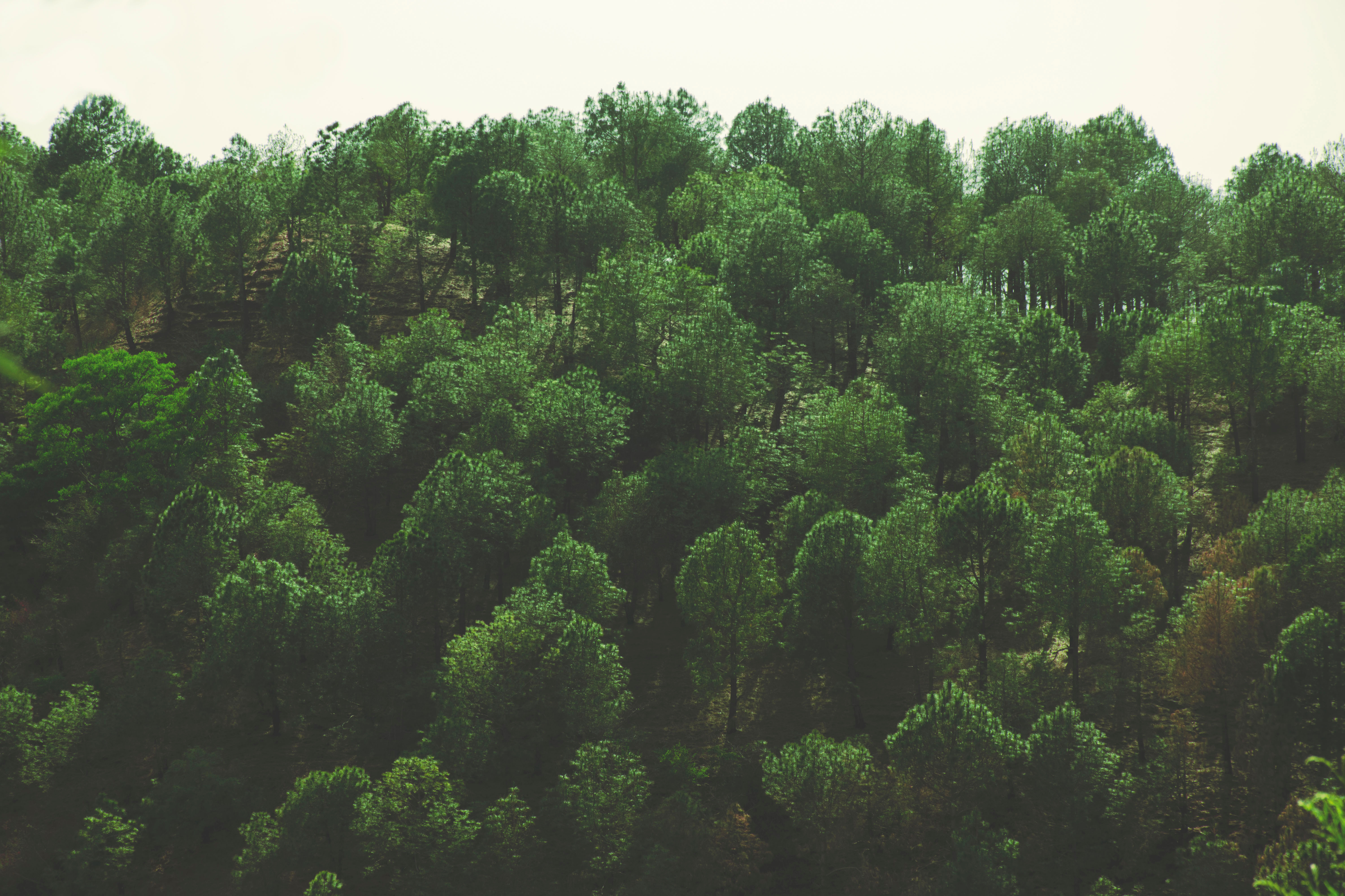 Free download wallpaper Trees, View From Above, Nature, Foliage on your PC desktop