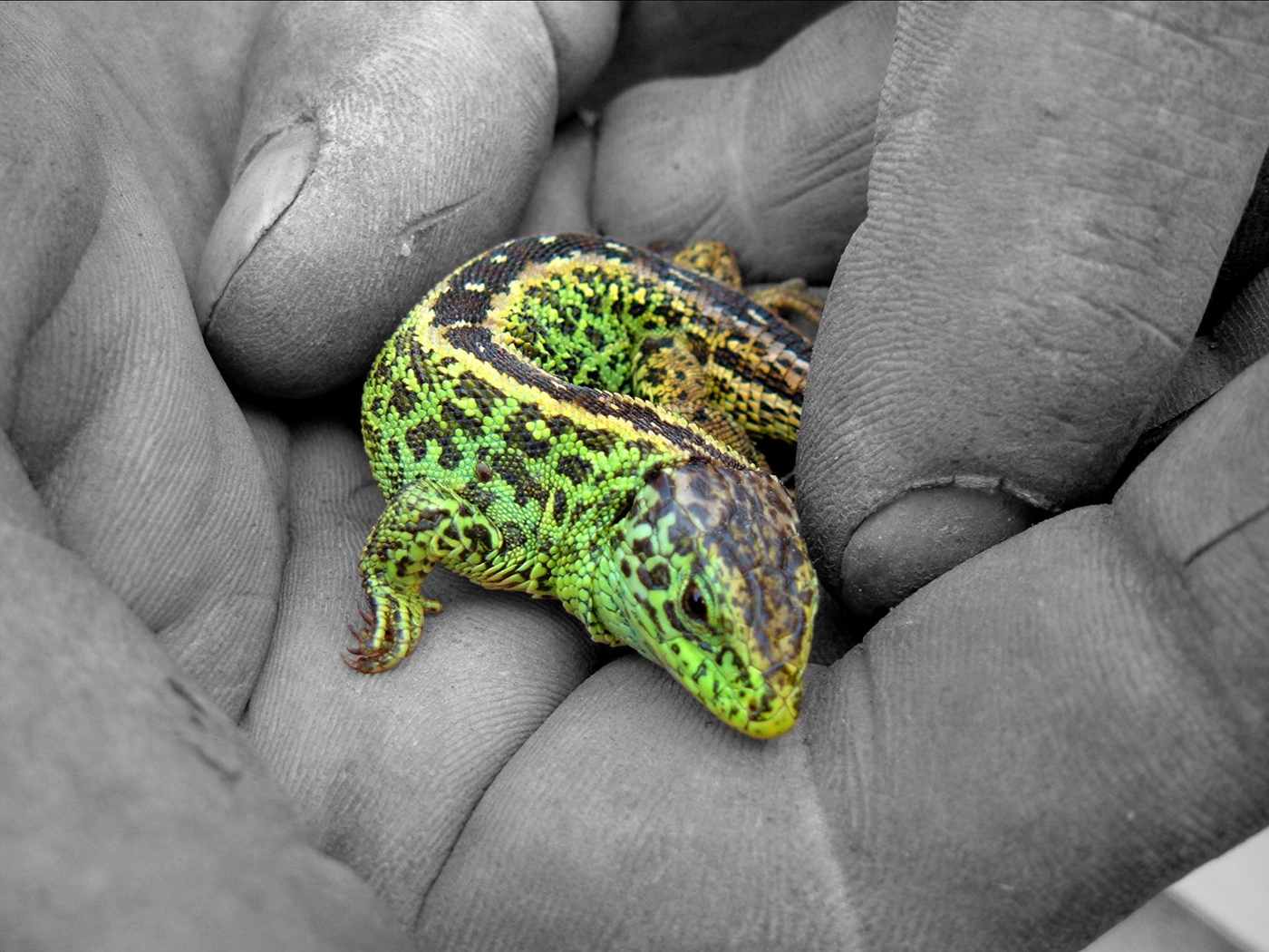 Téléchargez gratuitement l'image Animaux, Lézard, Reptiles sur le bureau de votre PC