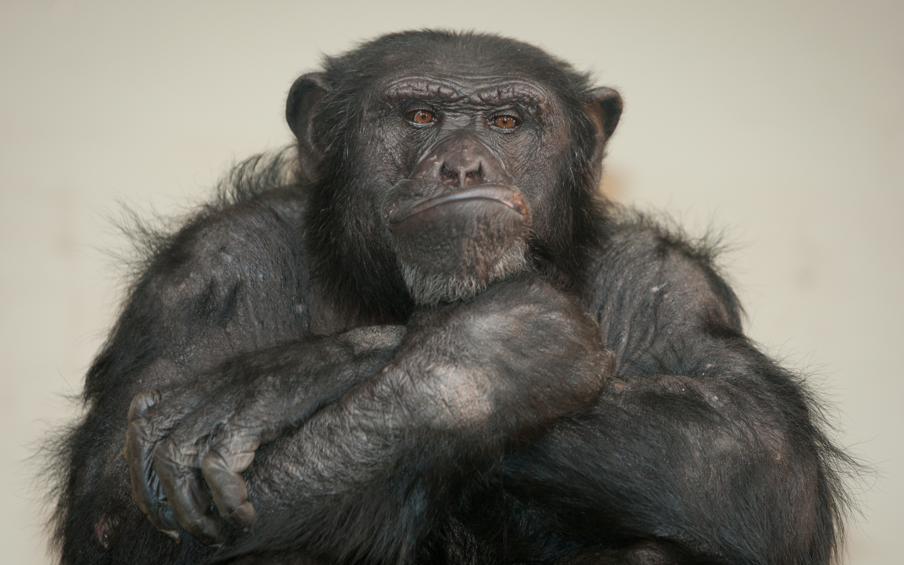 PCデスクトップに動物, サル, チンパンジー画像を無料でダウンロード