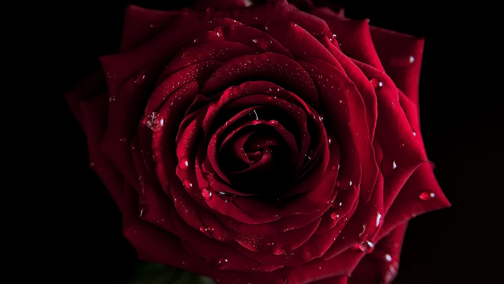 Free download wallpaper Flowers, Flower, Rose, Close Up, Earth, Red Rose, Red Flower, Water Drop on your PC desktop