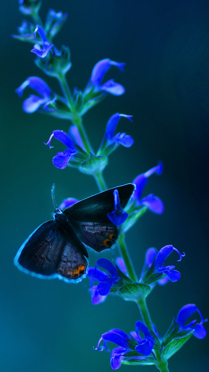 Descarga gratuita de fondo de pantalla para móvil de Animales, Flor, Mariposa.