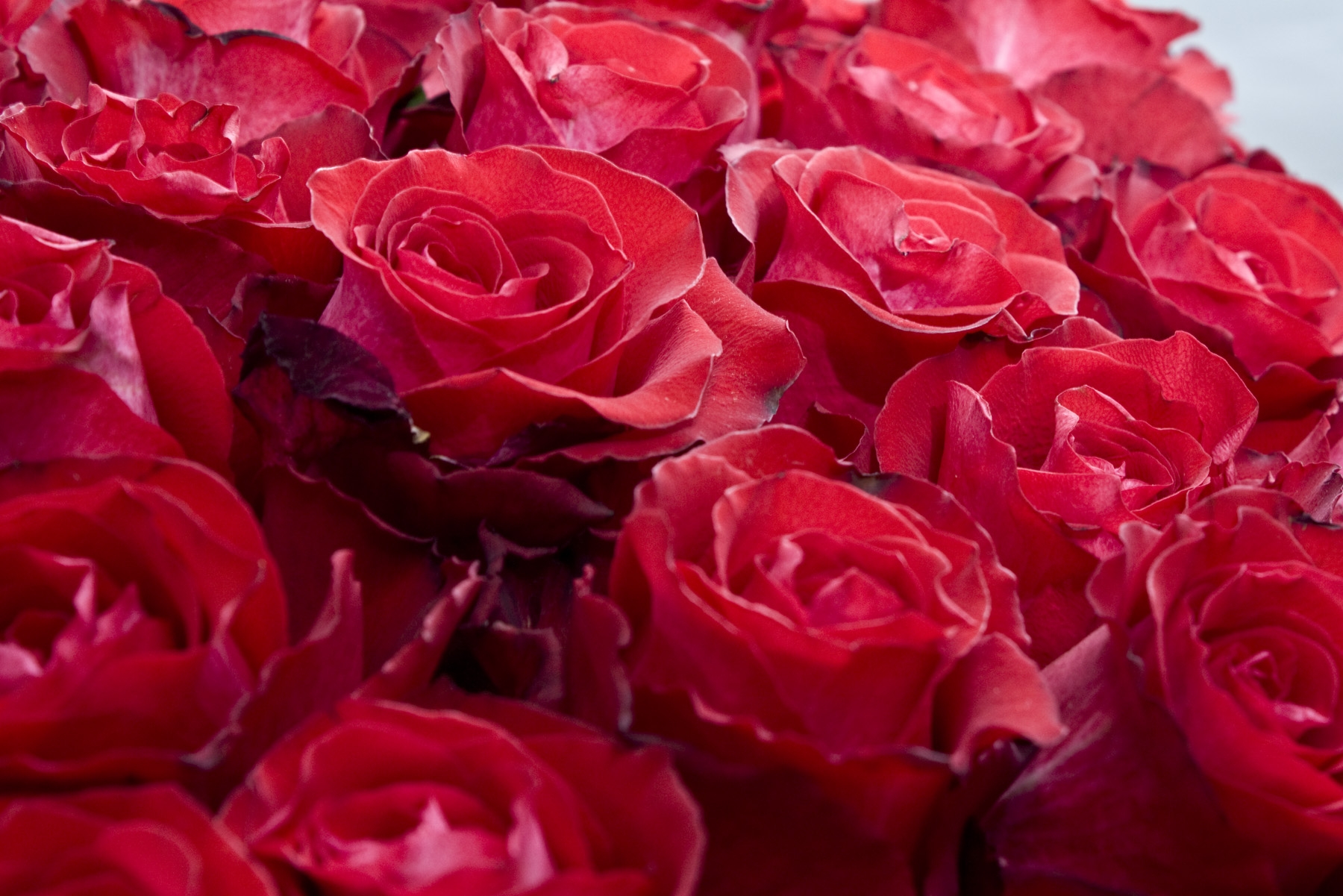 Descarga gratis la imagen Roses, Generosamente, Es Hermoso, Flores, Brotes, Cogollos en el escritorio de tu PC