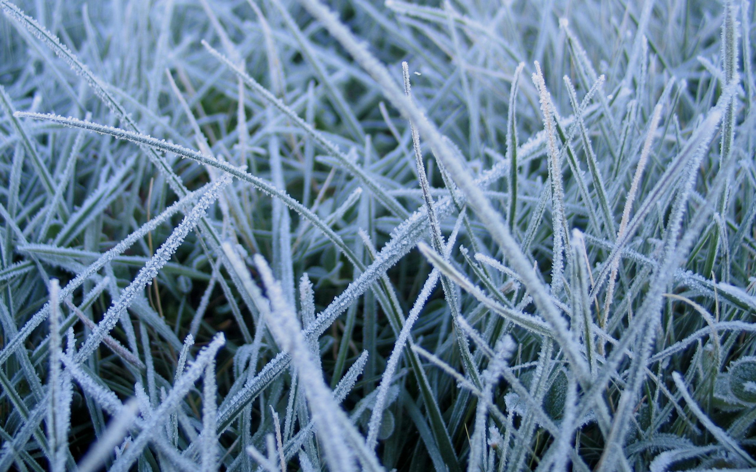 Download mobile wallpaper Grass, Earth, Frozen for free.
