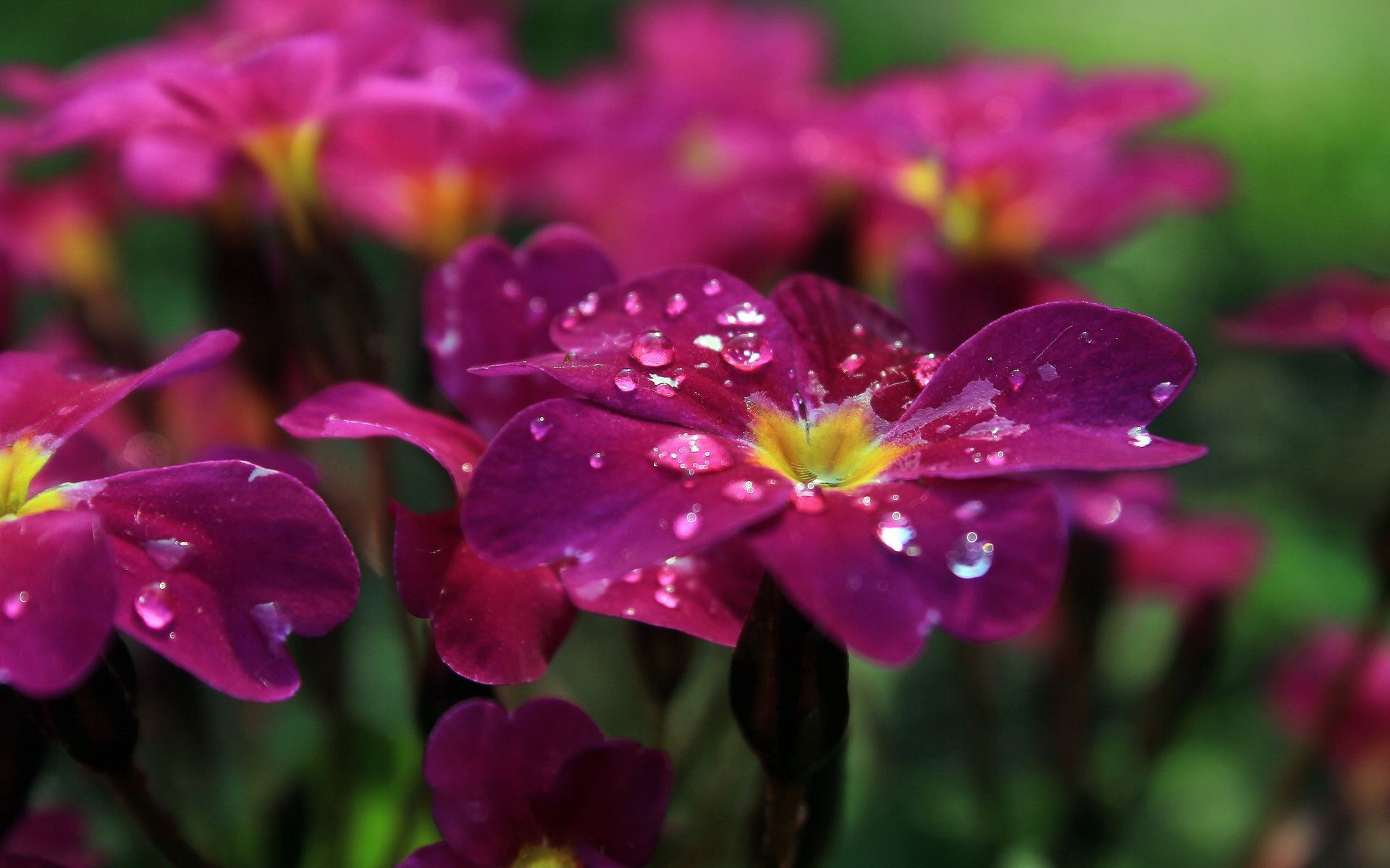 Handy-Wallpaper Blumen, Blume, Erde/natur kostenlos herunterladen.