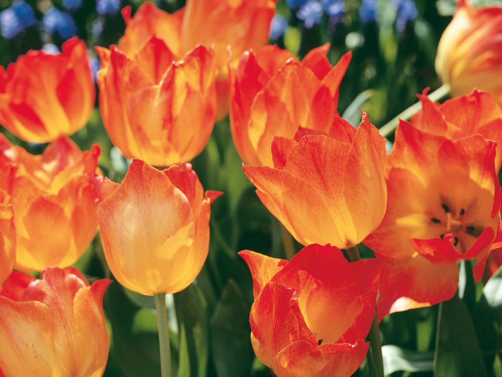 flowers, tulips, close up, flower bed, flowerbed, spring Desktop home screen Wallpaper