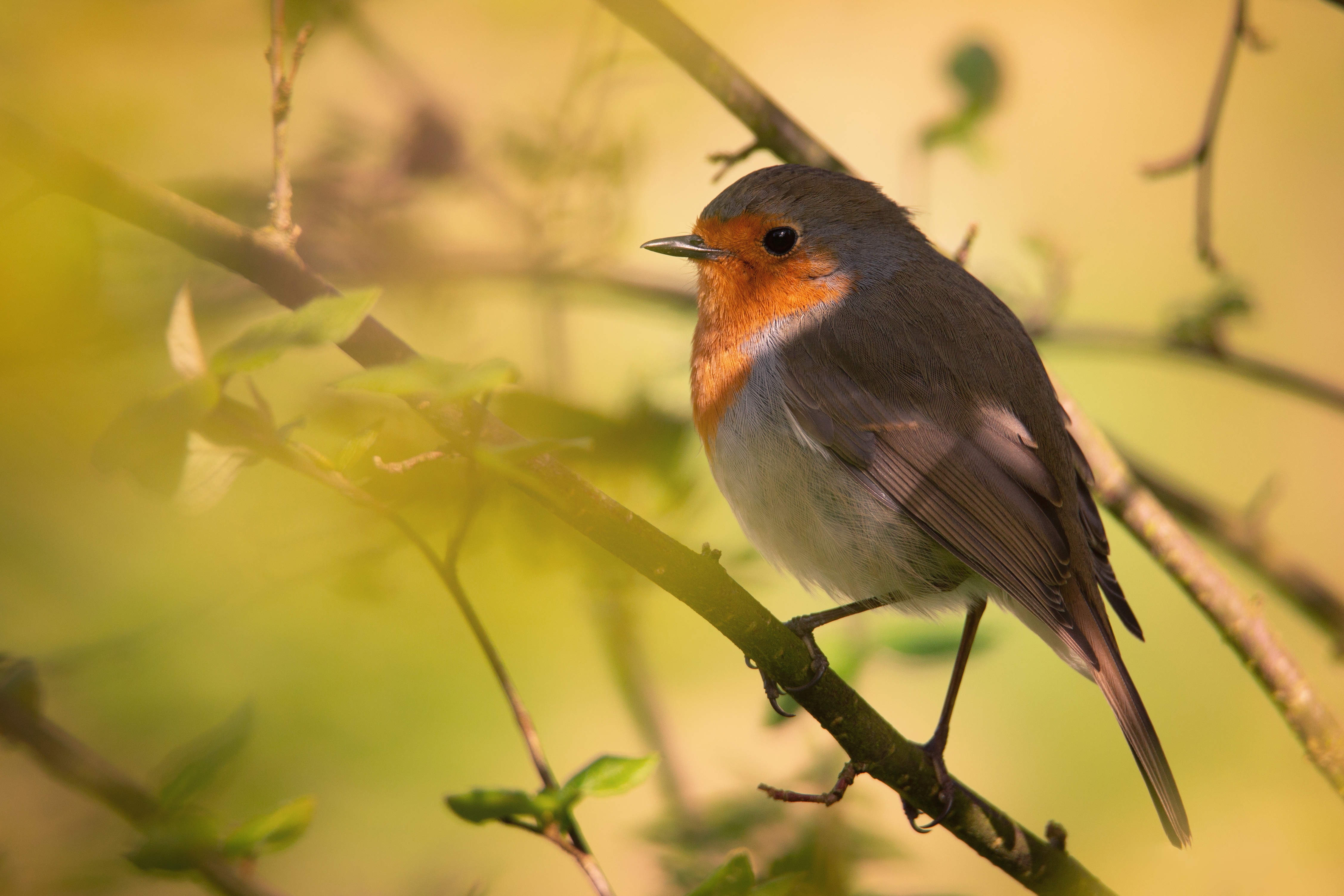 Free download wallpaper Birds, Bird, Animal, Robin on your PC desktop