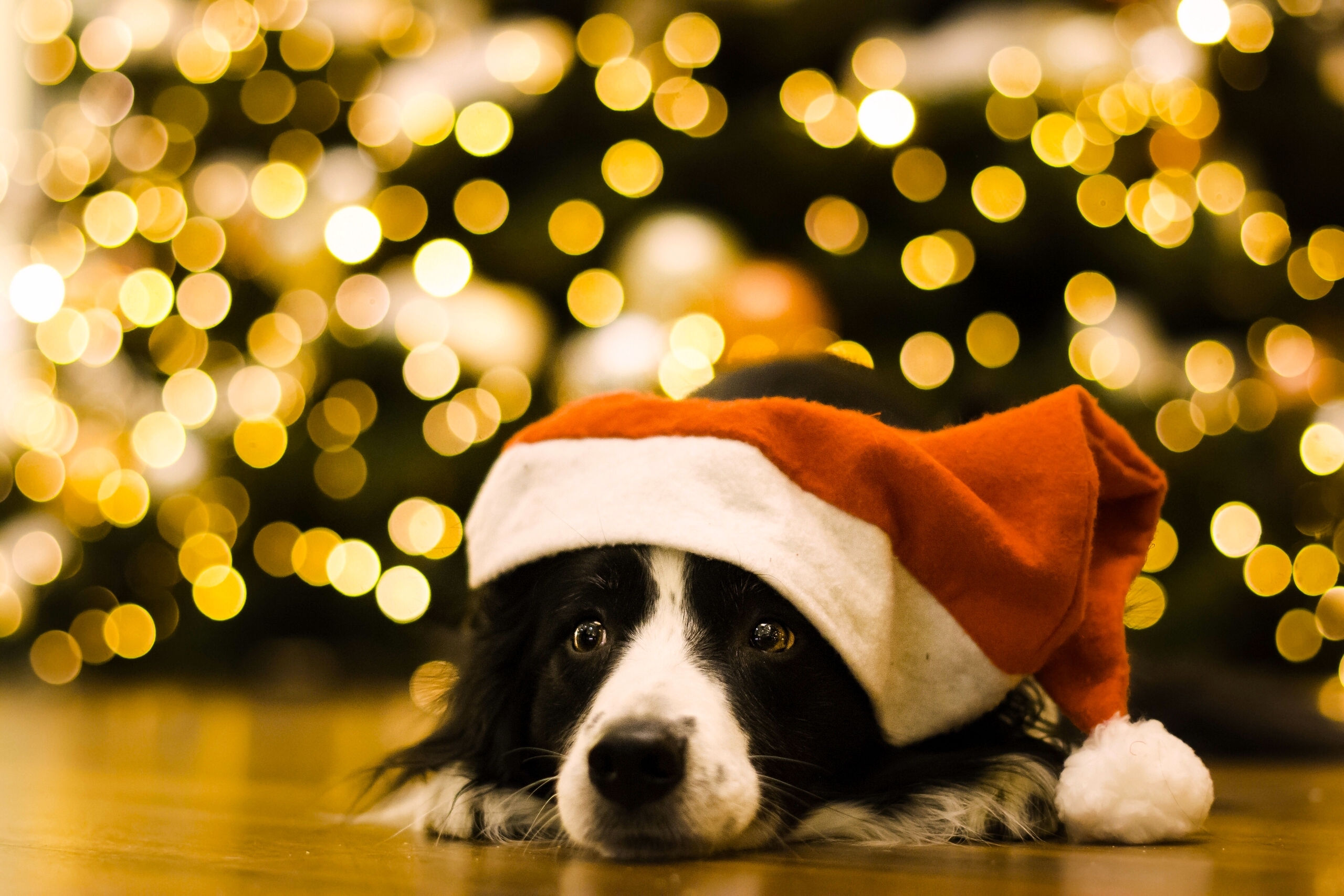 Handy-Wallpaper Tiere, Hunde, Hund, Schnauze, Border Collie, Weihnachtsmütze kostenlos herunterladen.