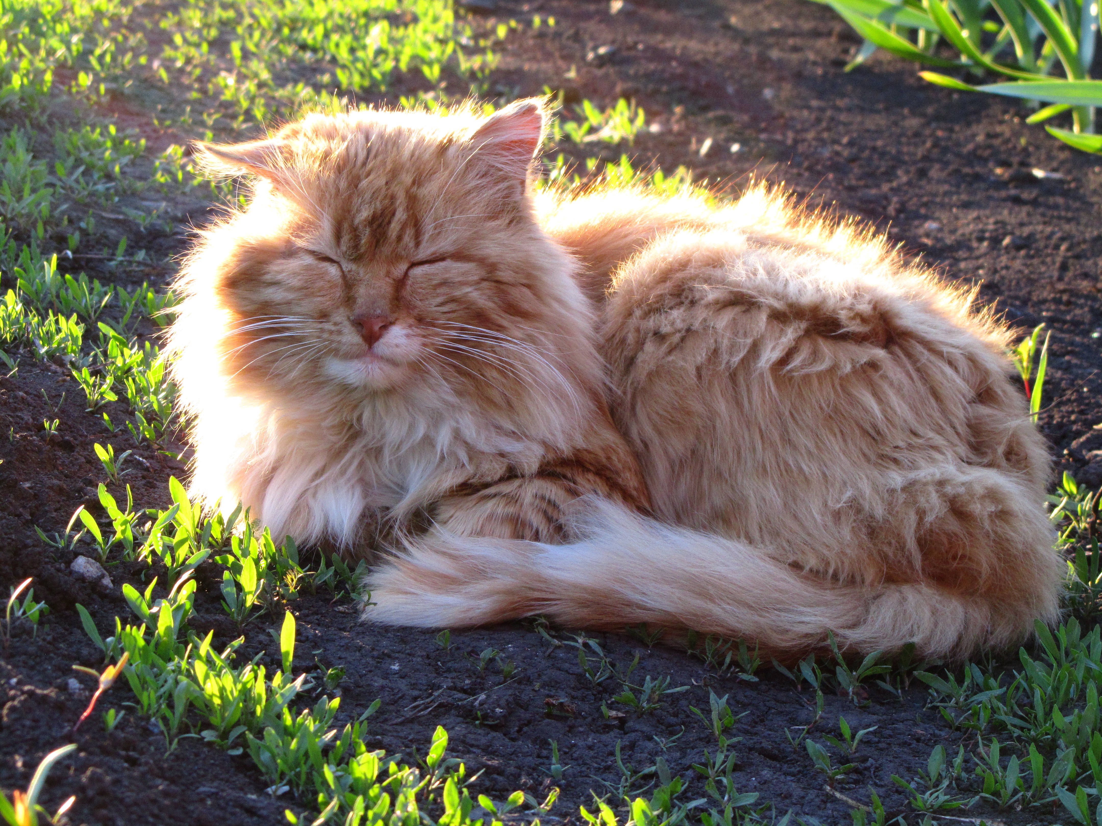 Handy-Wallpaper Tiere, Katze kostenlos herunterladen.