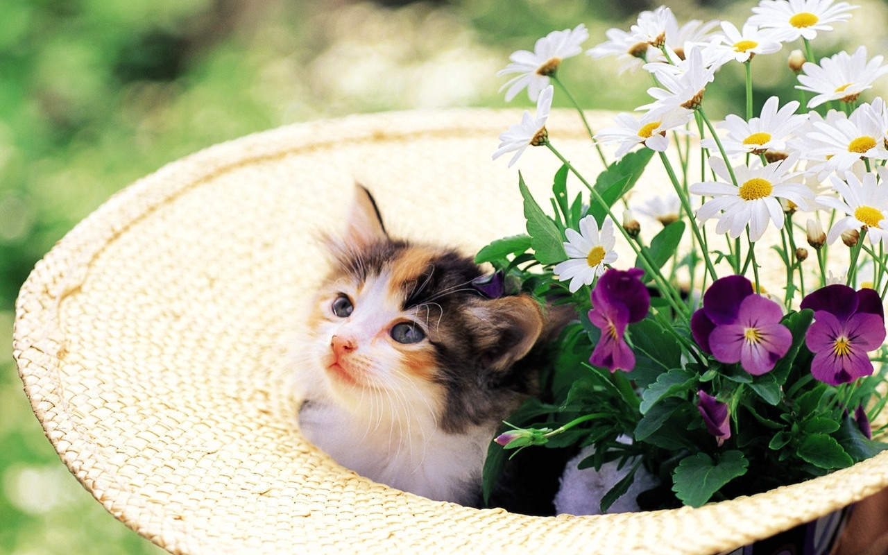 Handy-Wallpaper Blumen, Tiere, Katzen kostenlos herunterladen.