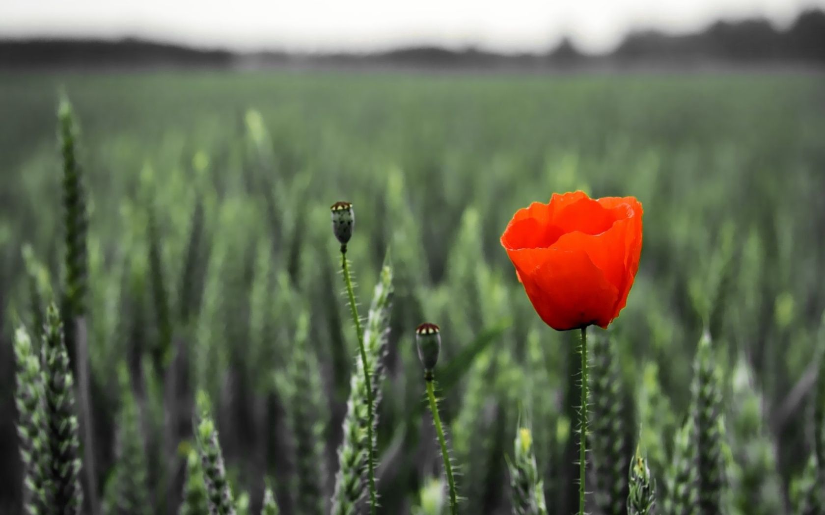 Download mobile wallpaper Field, Ears, Spikes, Smooth, Flowers, Summer, Blur, Poppy for free.