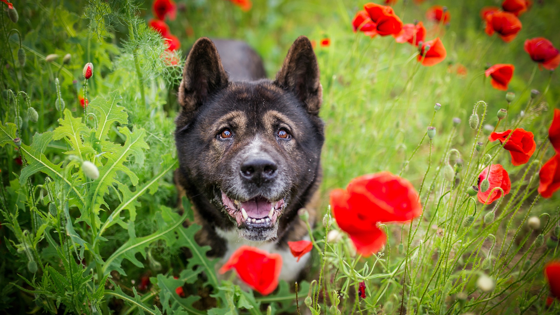 Descarga gratuita de fondo de pantalla para móvil de Animales, Perros, Flor, Perro, Amapola, Flor Roja.