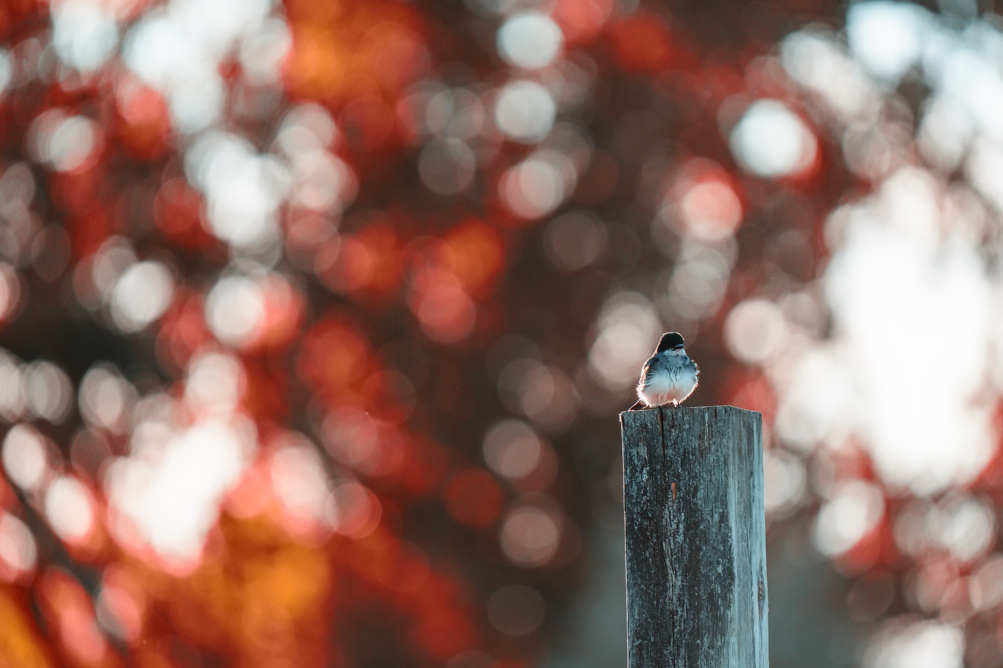 Download mobile wallpaper Birds, Bird, Animal, Bokeh for free.