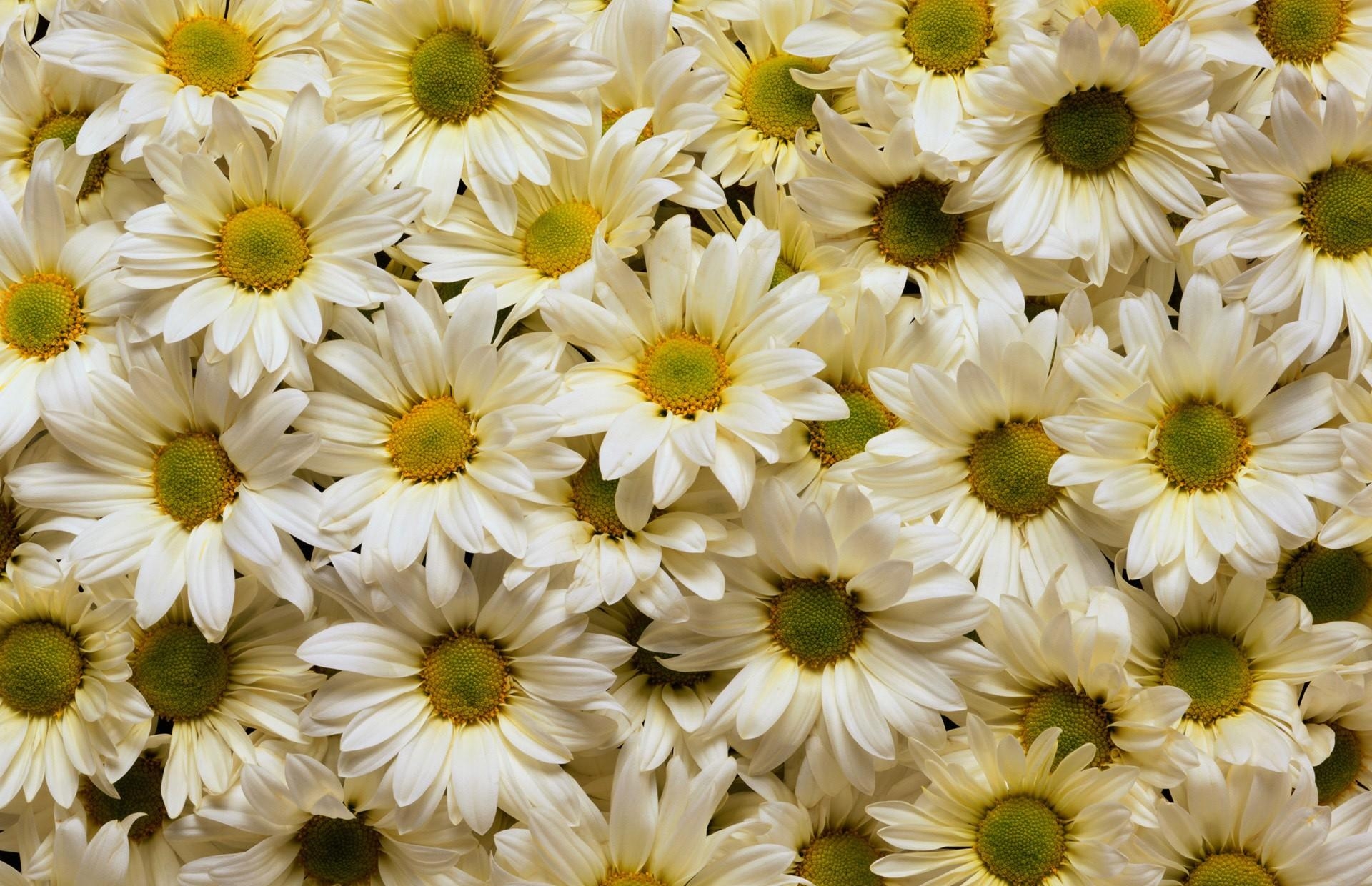 flowers, camomile, white, yellow, petals, lot