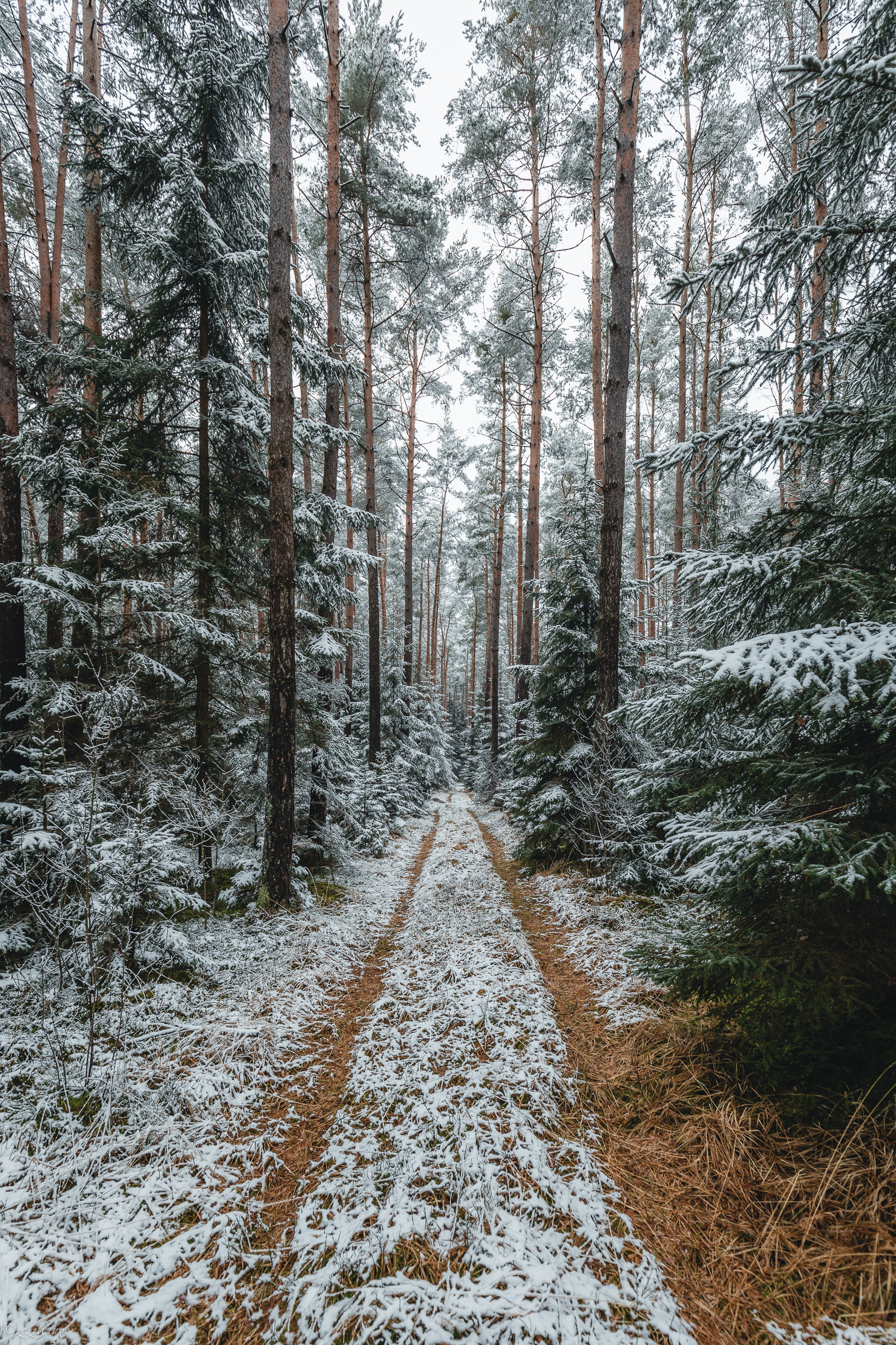 Download mobile wallpaper Trees, Snow, Track, Pine, Forest, Nature for free.